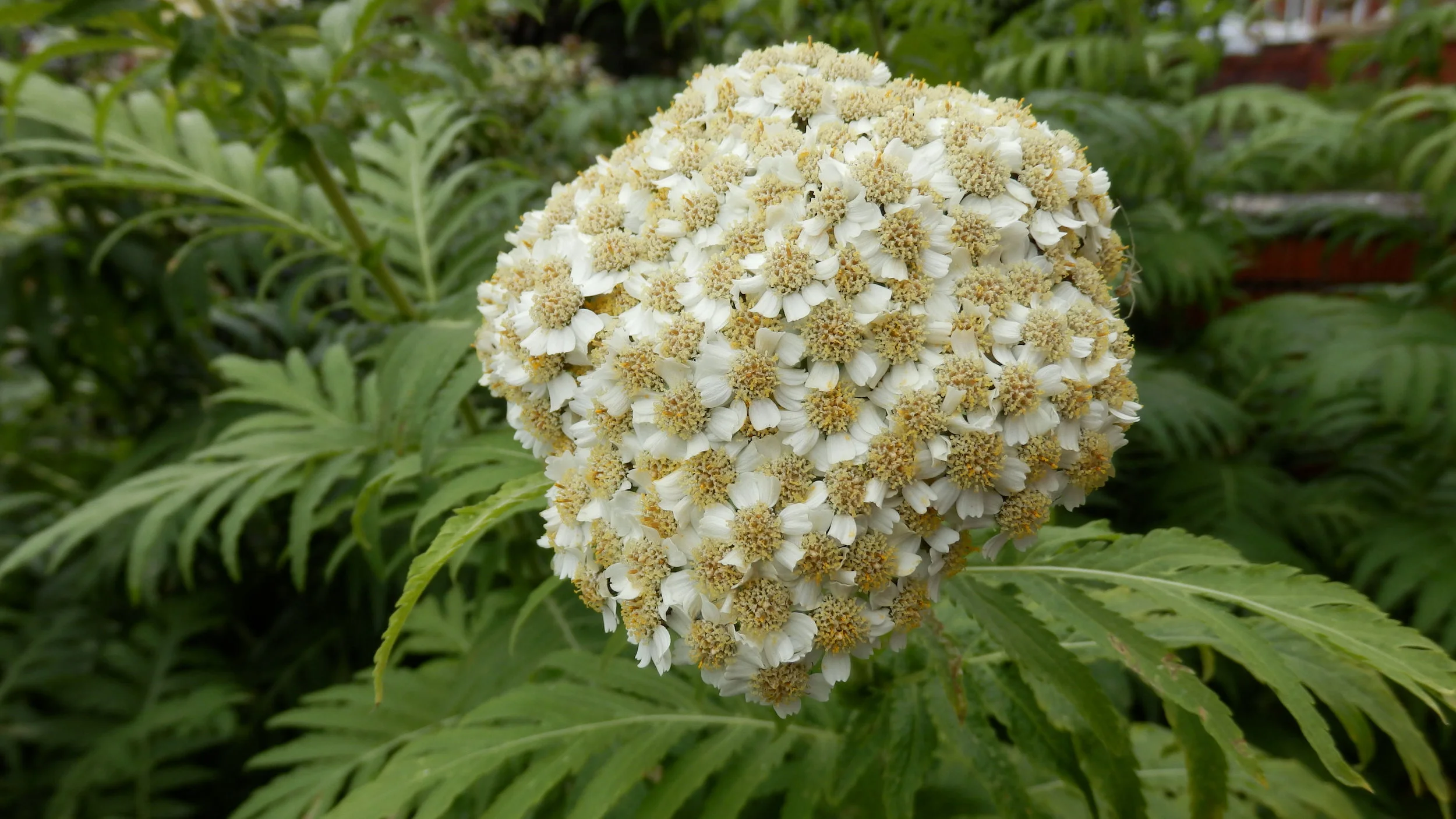 achillea-millefolium-var-gigantea-giant-yarrow.jpg