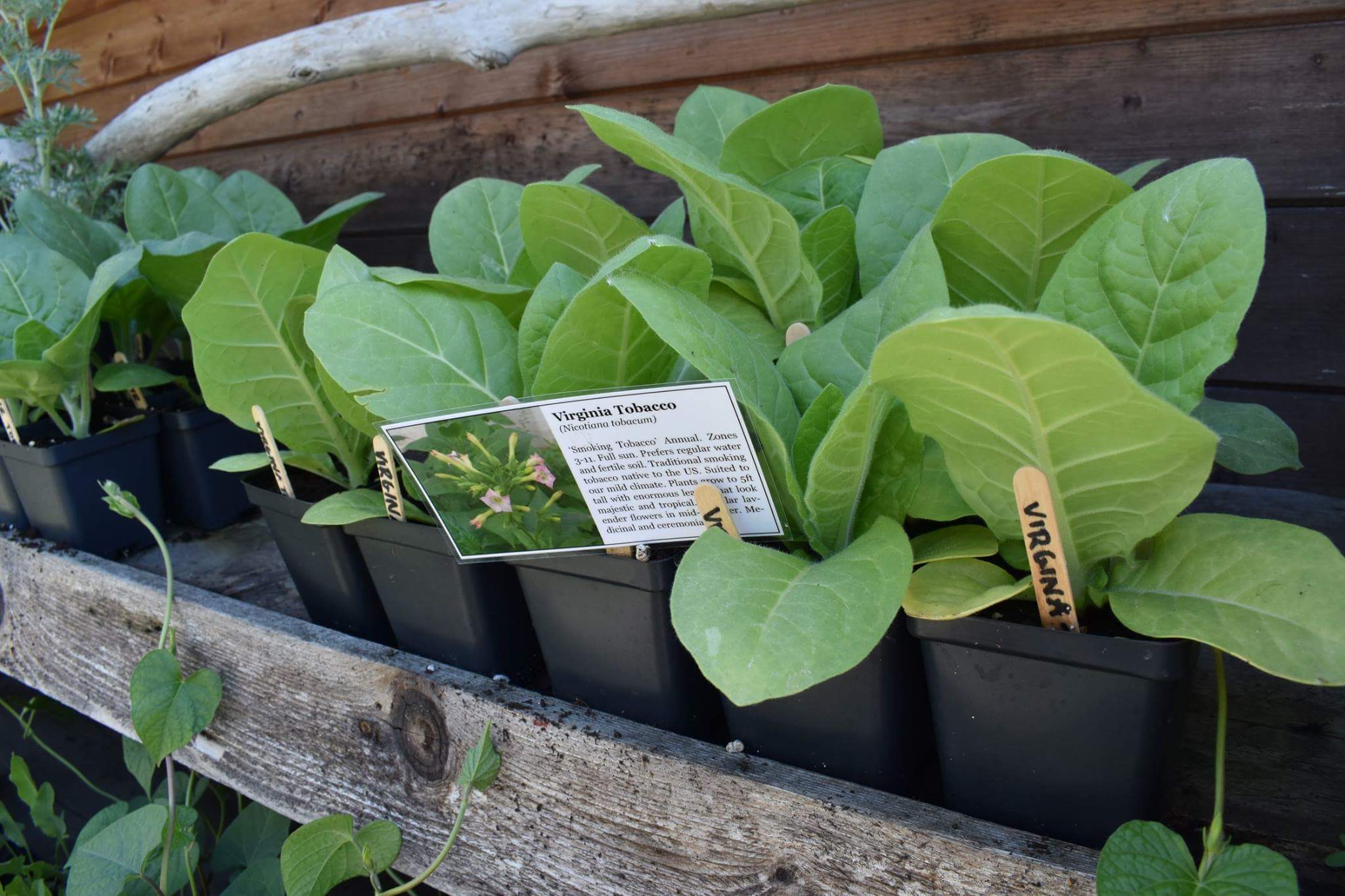 Virginia Tobacco Seeds — Ravensong Seeds & Herbals