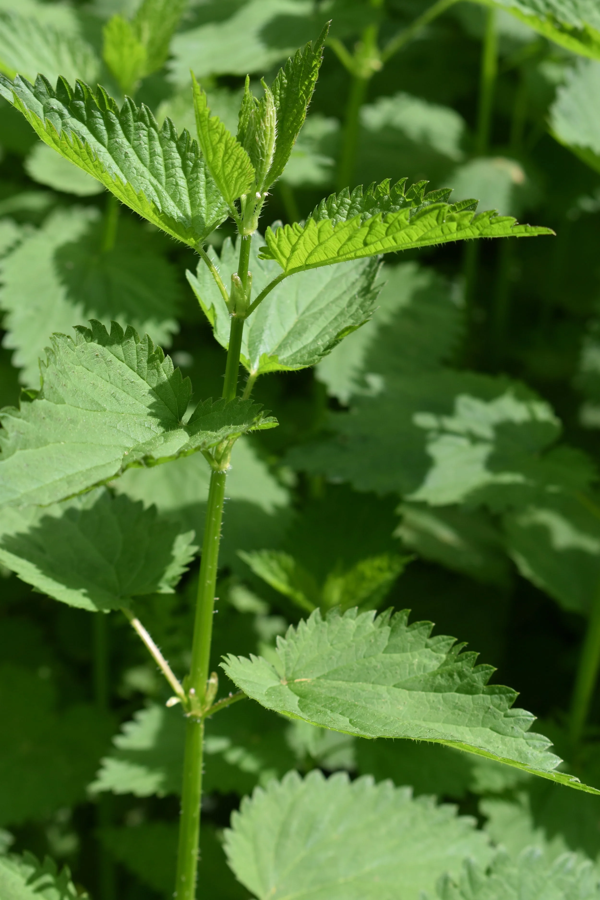 Stinging Nettle Seeds — Ravensong Seeds & Herbals