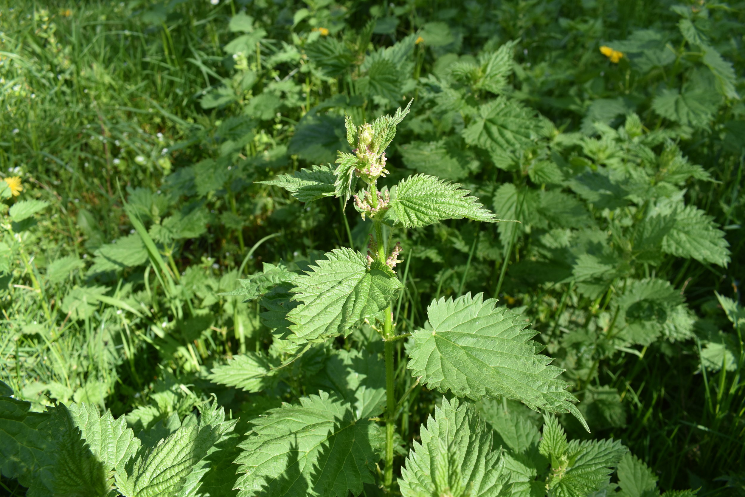 Urtica dioica Stinging Nettle 1000 FRESH SEEDS