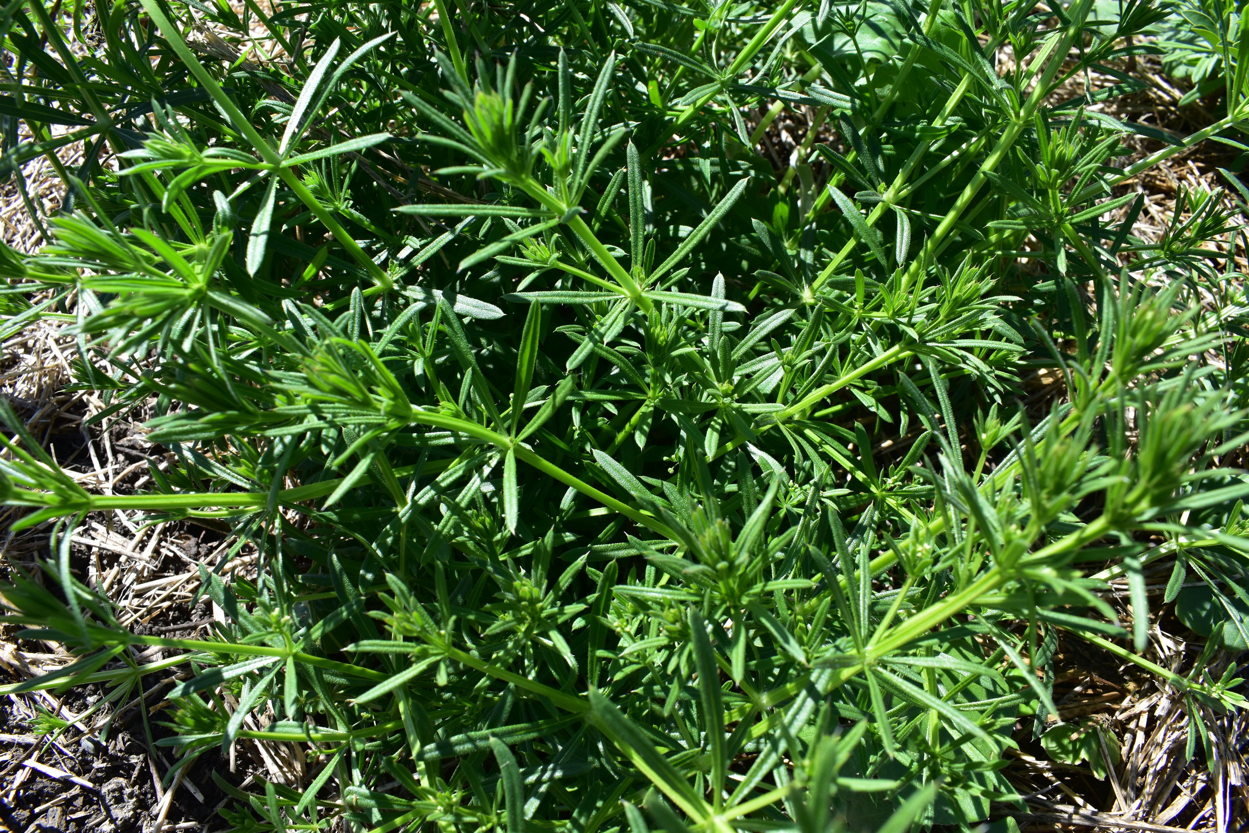 Cleavers Seeds — Ravensong Seeds & Herbals