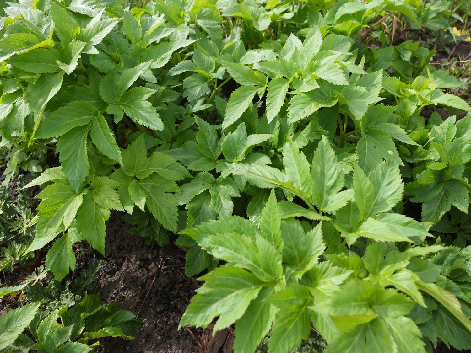 Angelica Seeds — Ravensong Seeds & Herbals