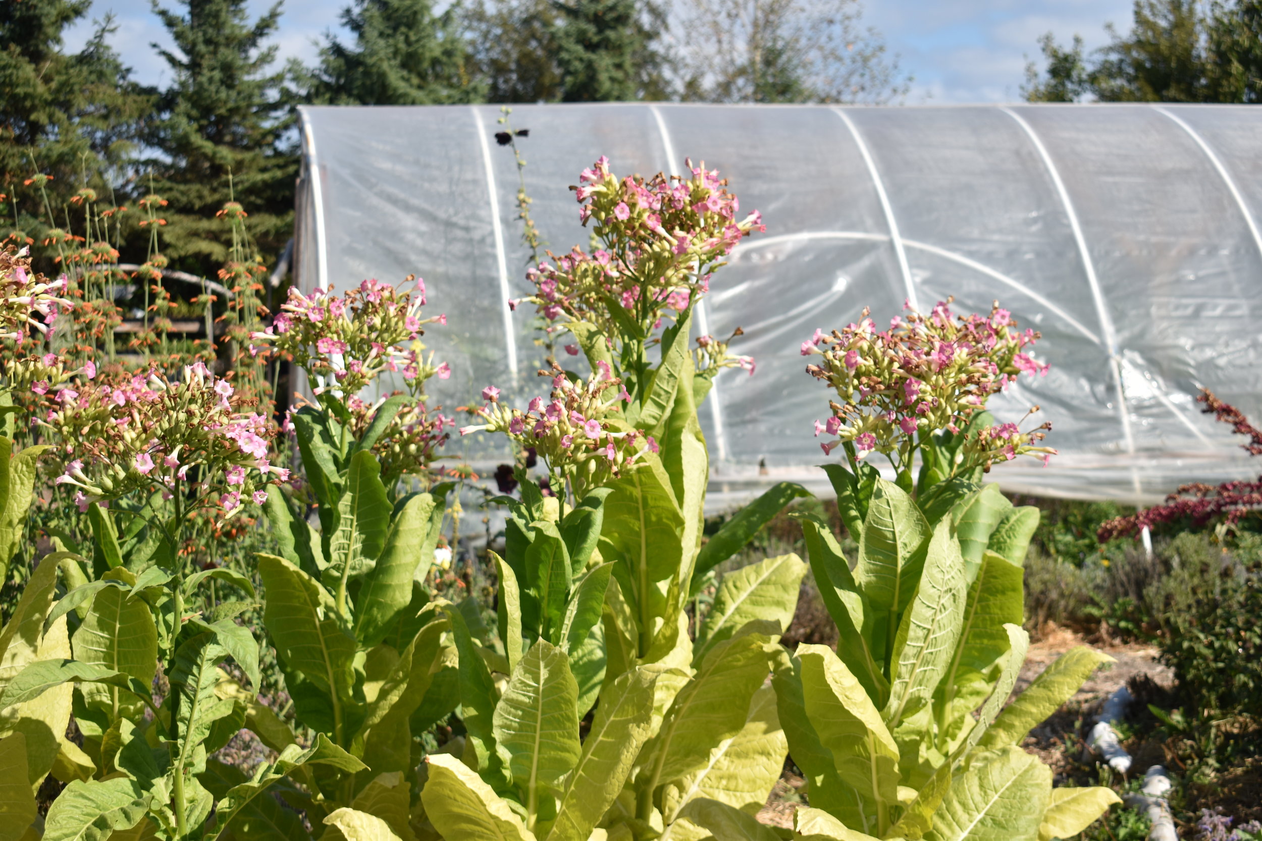 Virginia Tobacco Seeds — Ravensong Seeds & Herbals