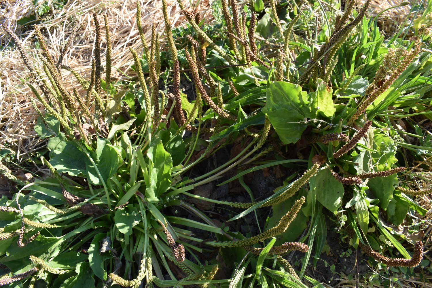 Broadleaf Plantain Seeds