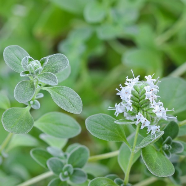 sweet marjoram.jpg