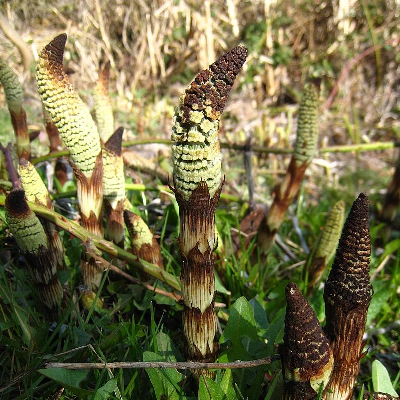 The fertile shoots of Giant Horsetail (Equisetum telmateia). These aren’t collected for medicine making but instead the stems may be peeling and used as a wonderful spring vegetable (see below ‘Horsetail Eating’)