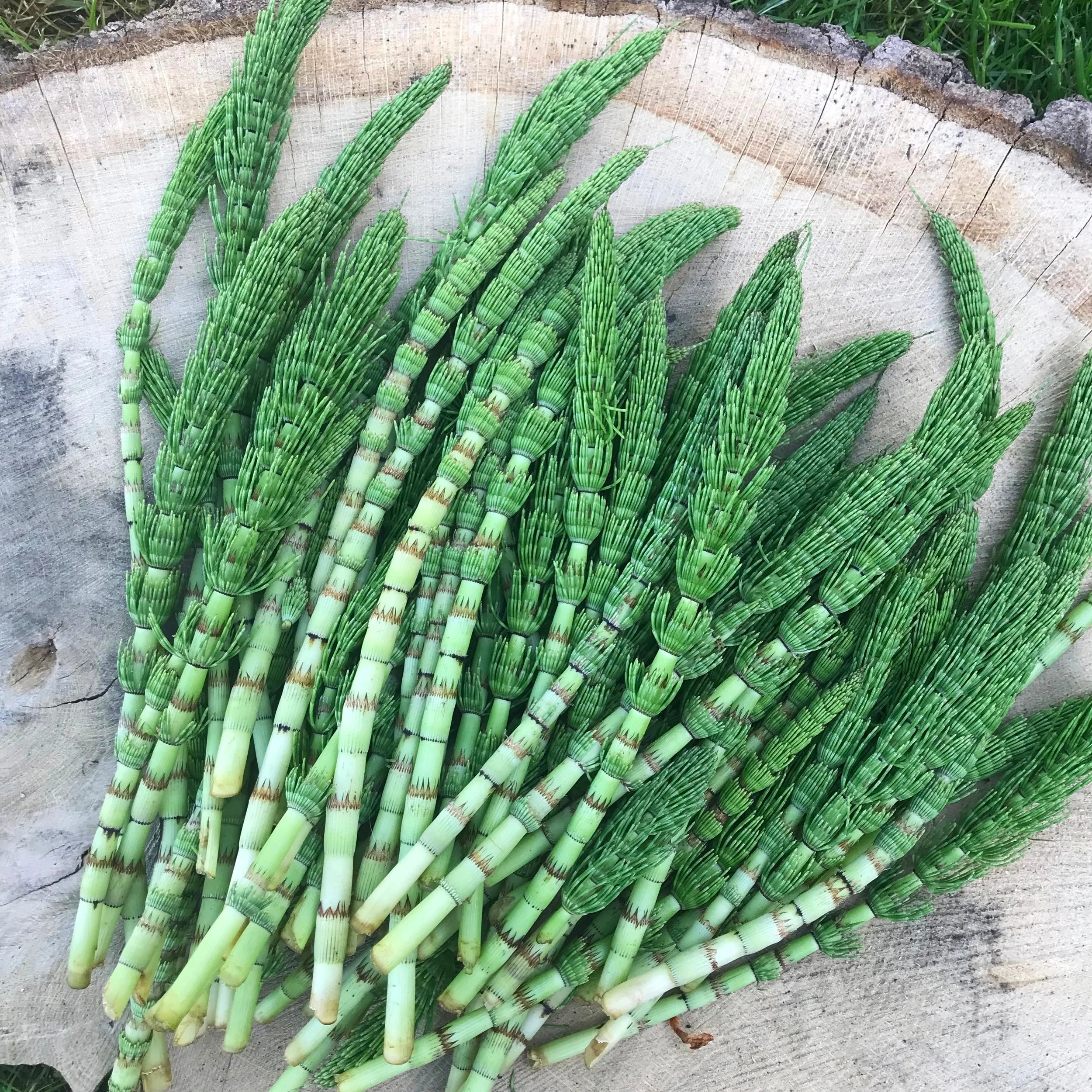 The new spring shoots of Giant Horsetail (Equisetum telmateia) harvested at the perfect stage for juicing, use in teas, infused vinegar, infused honey, and tinctures.