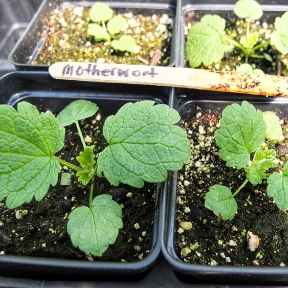 The new seedlings of Motherwort have a rounded and shallowly-lobed leaf shape. As the plants mature the leaves become more deeply toothed.