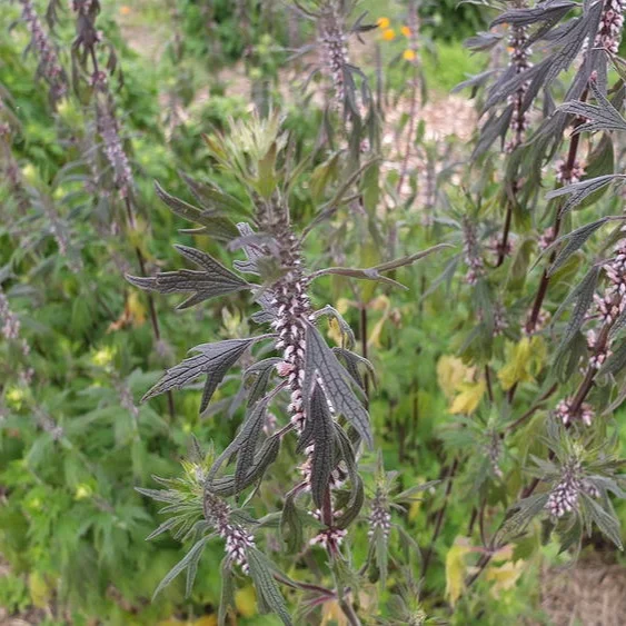 The characteristic purple-tinged leaves of Motherwort signal that it is the prime time to harvest for medicinal potency.