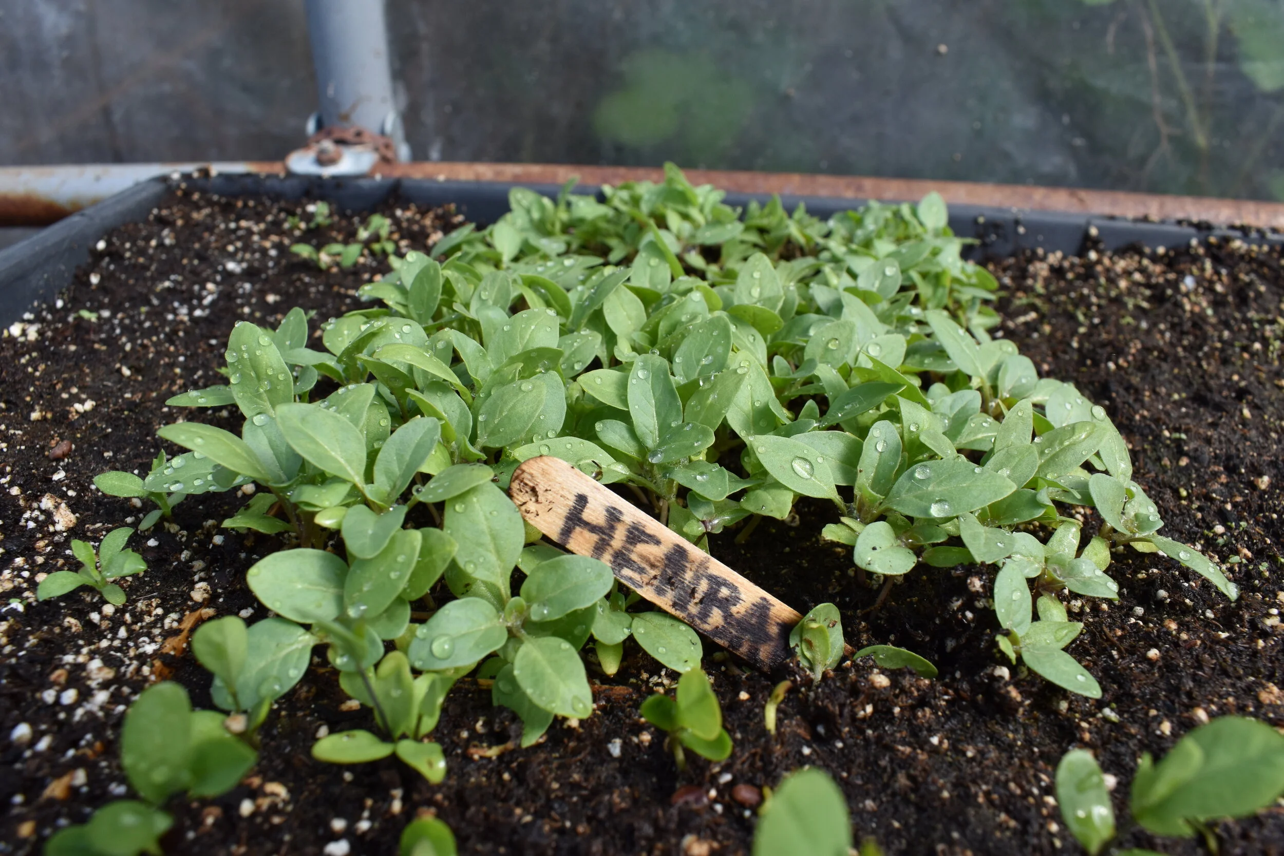 Henbane Seeds — Ravensong Seeds & Herbals
