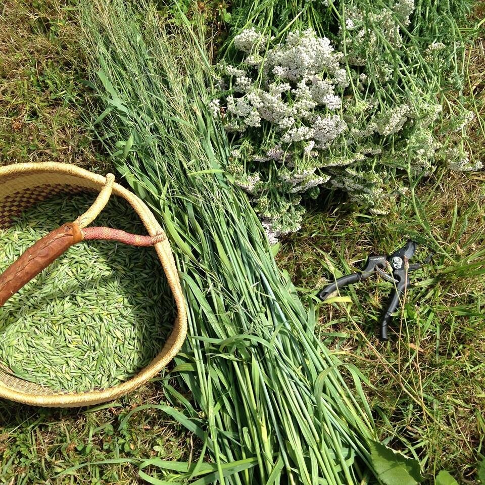 yarrow and milky oats.jpg