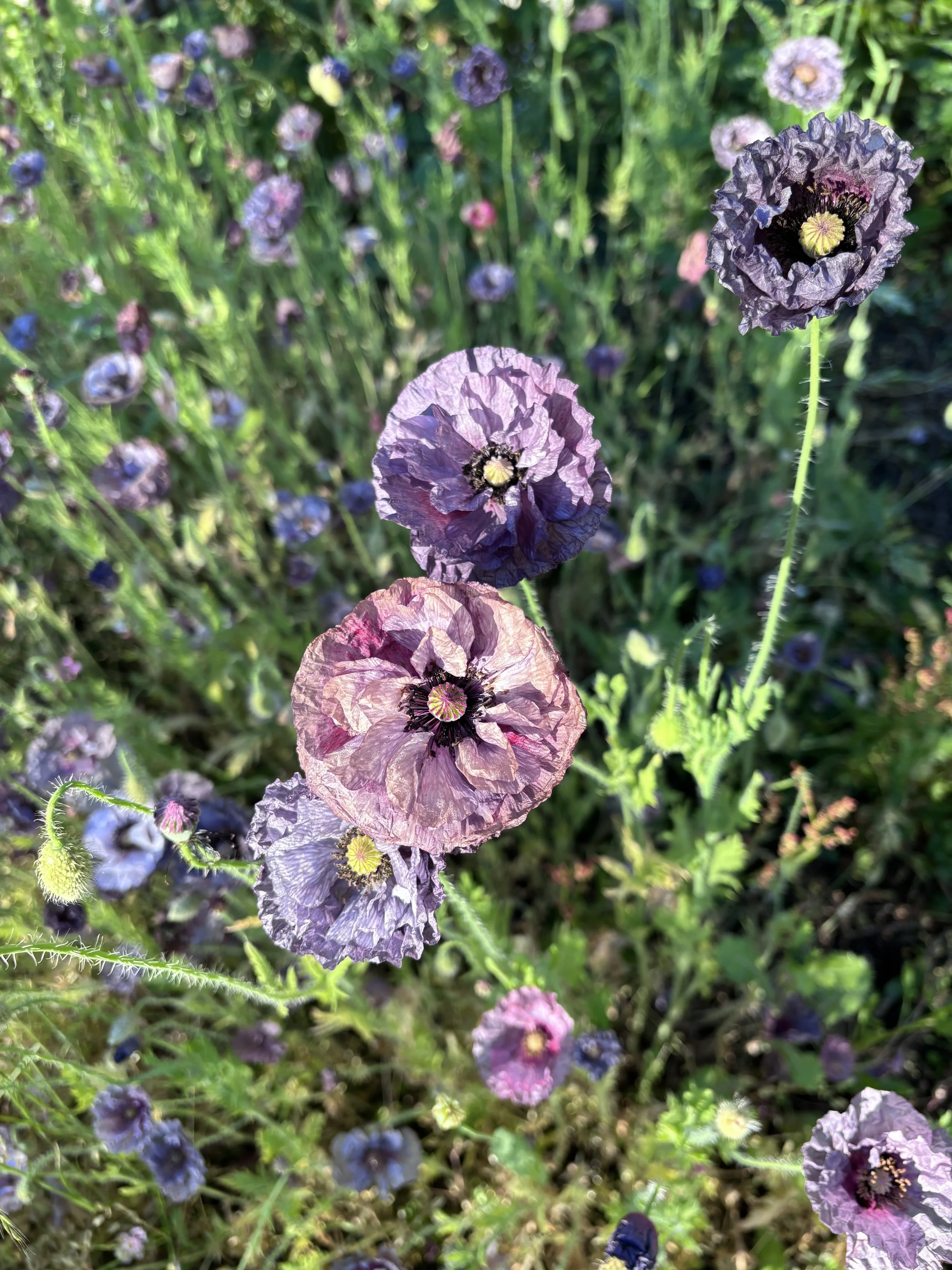 IMG_6687.jpeg
