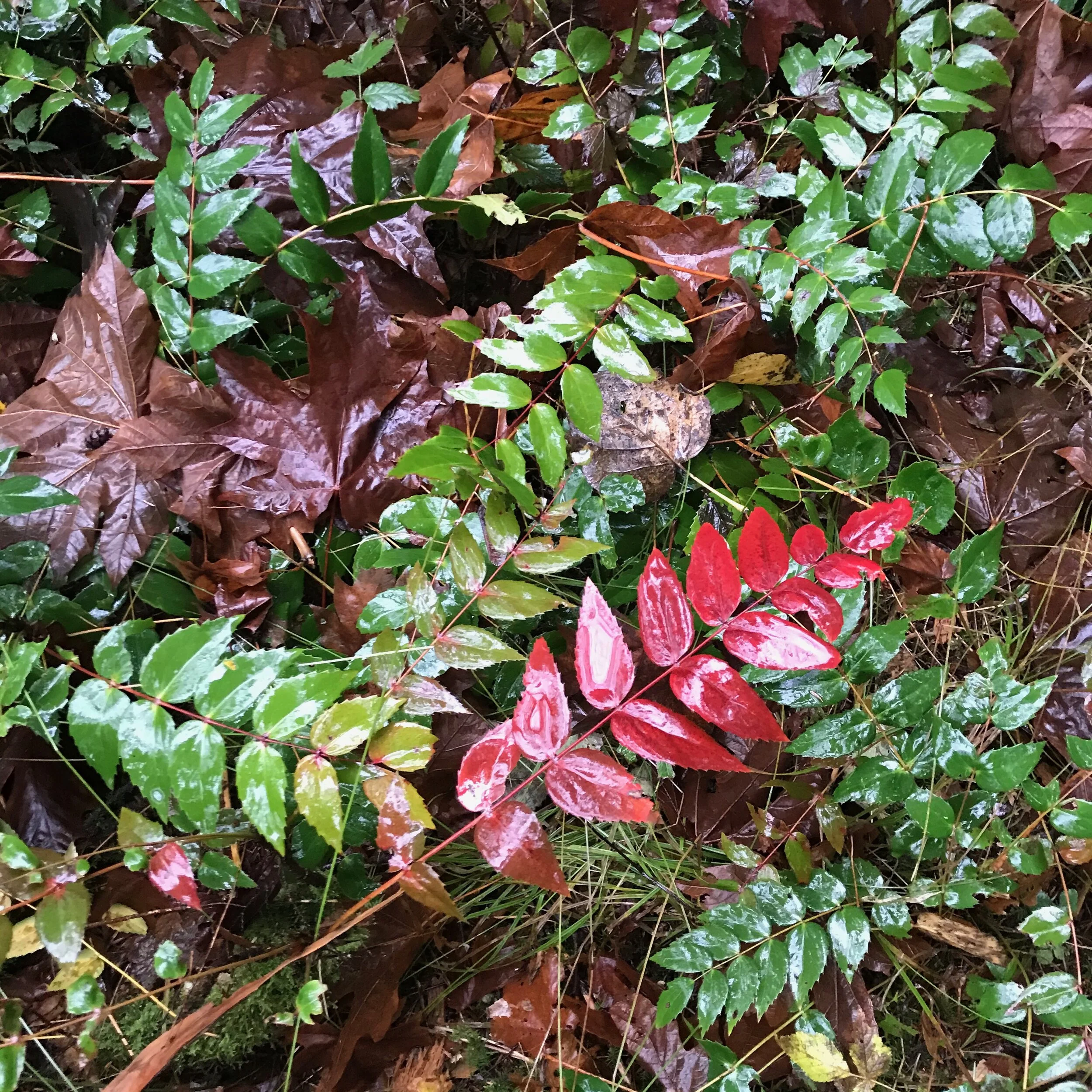 Mahonia Nourishing The Understory Ravensong Seeds Herbals