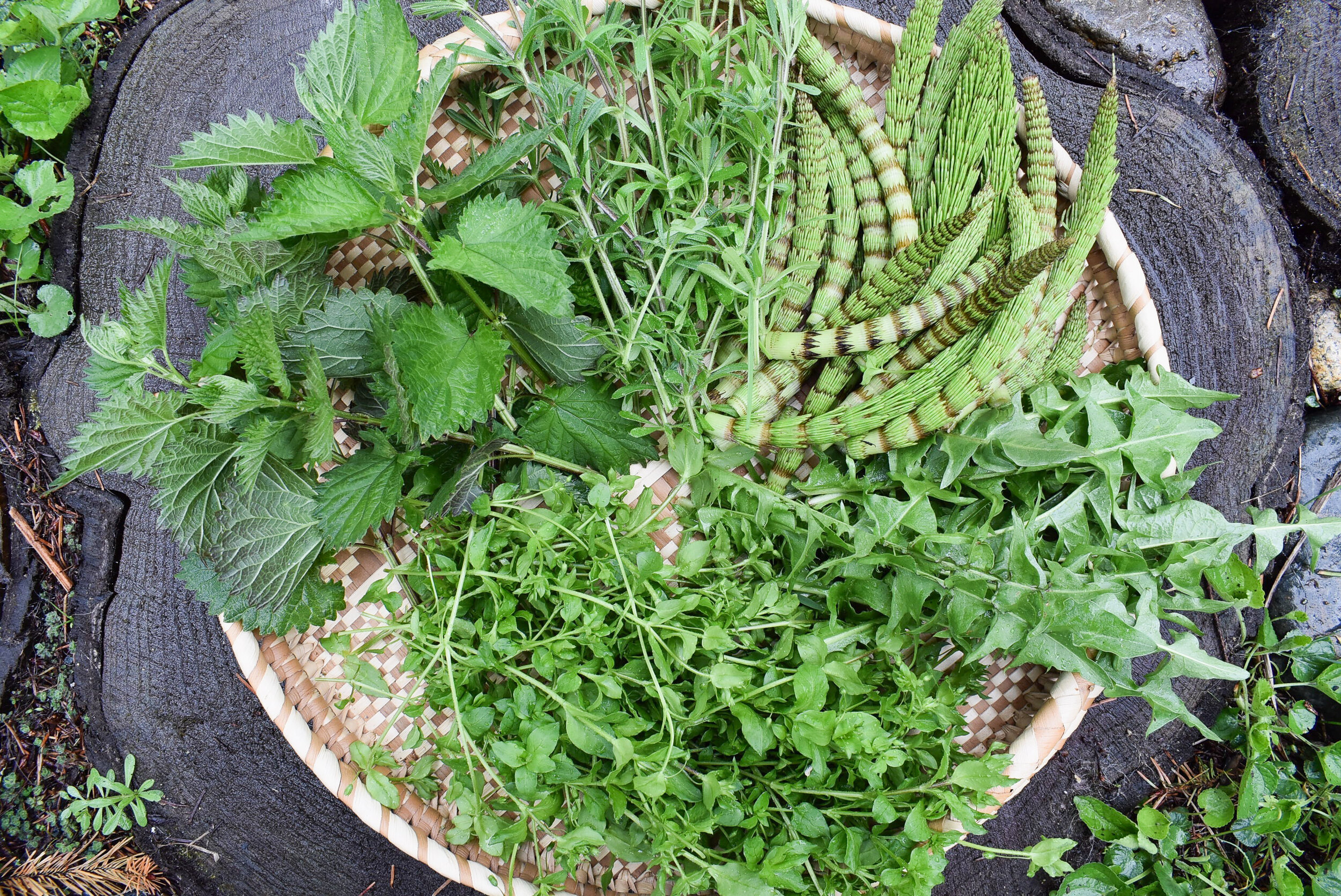 Spring Tonics | 5 spring herbs for cleansing & revitalization ...