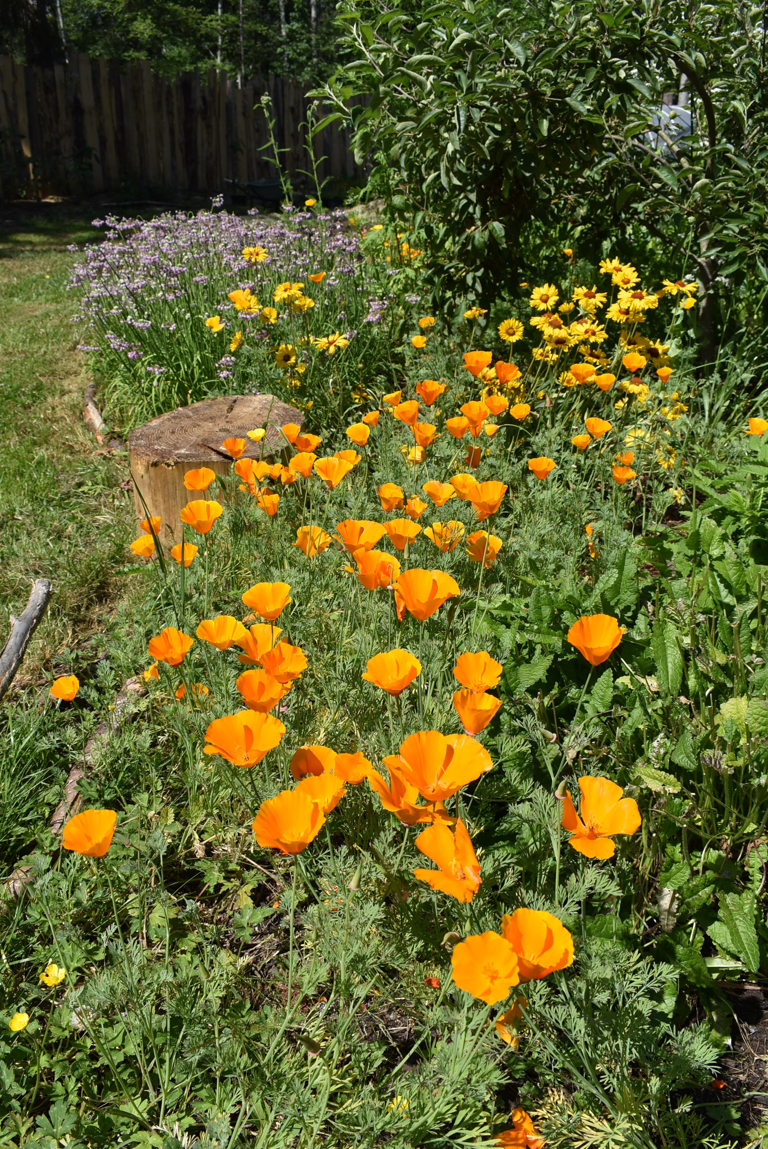 50 Yellow California Poppy Seeds Eschscholtzia Californica Garden Flowers 
