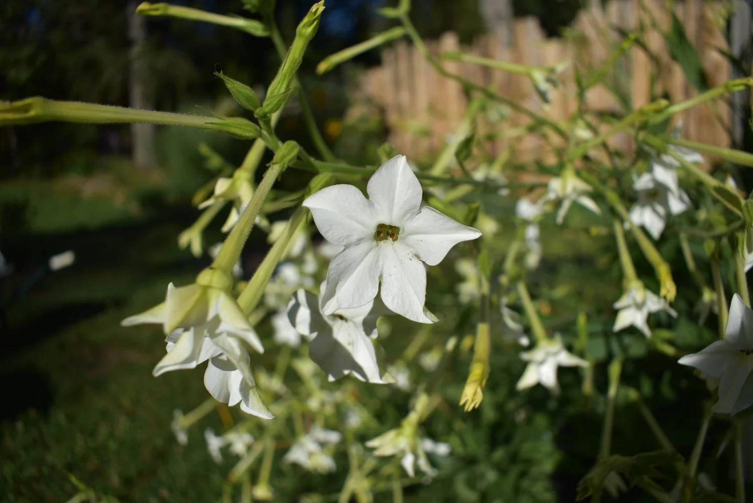 jasmin tobacco Jasmine-Scented Tobacco Seeds Jasmin Et Cigarette Perfume by Etat Libre Dorange Tobacco, Jasmine-Scented OG