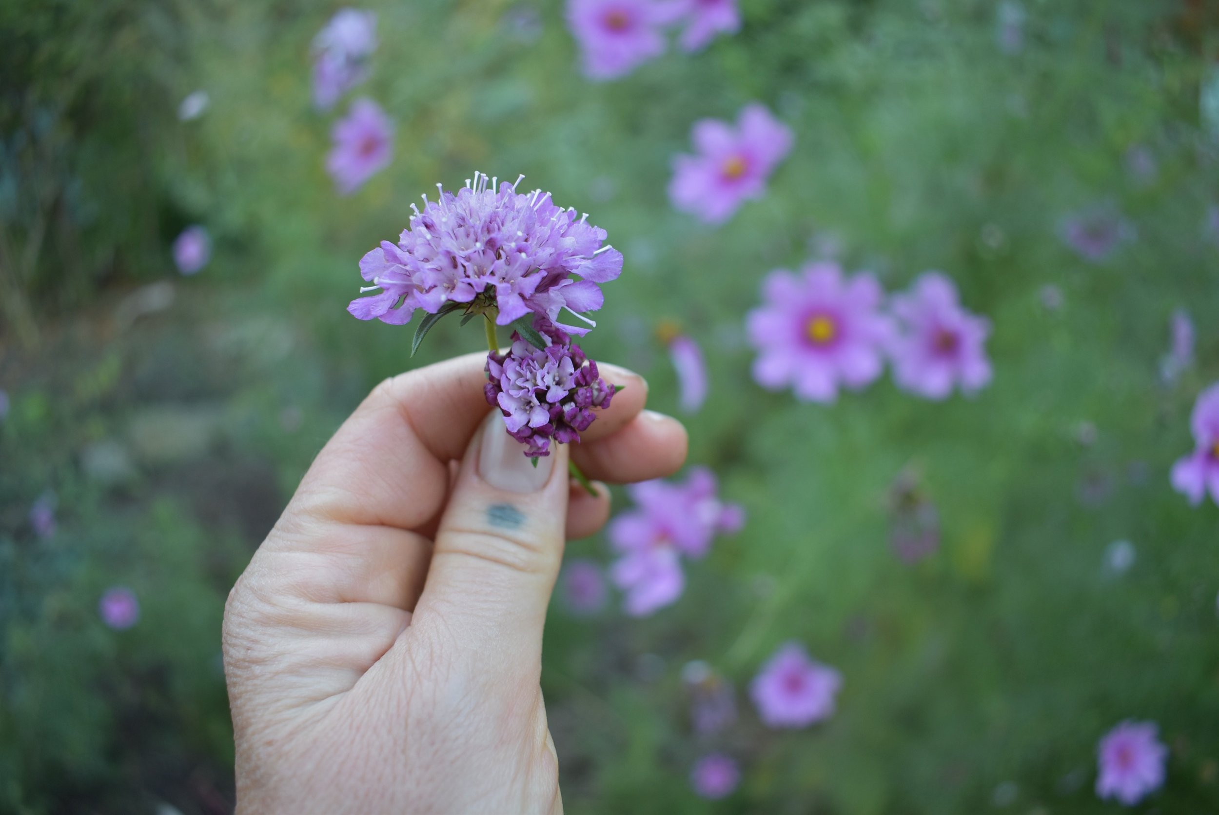 DSC_0343.jpeg
