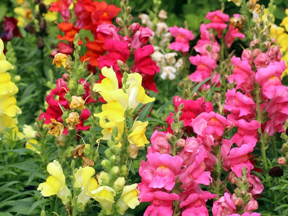 snapdragon1.jpeg