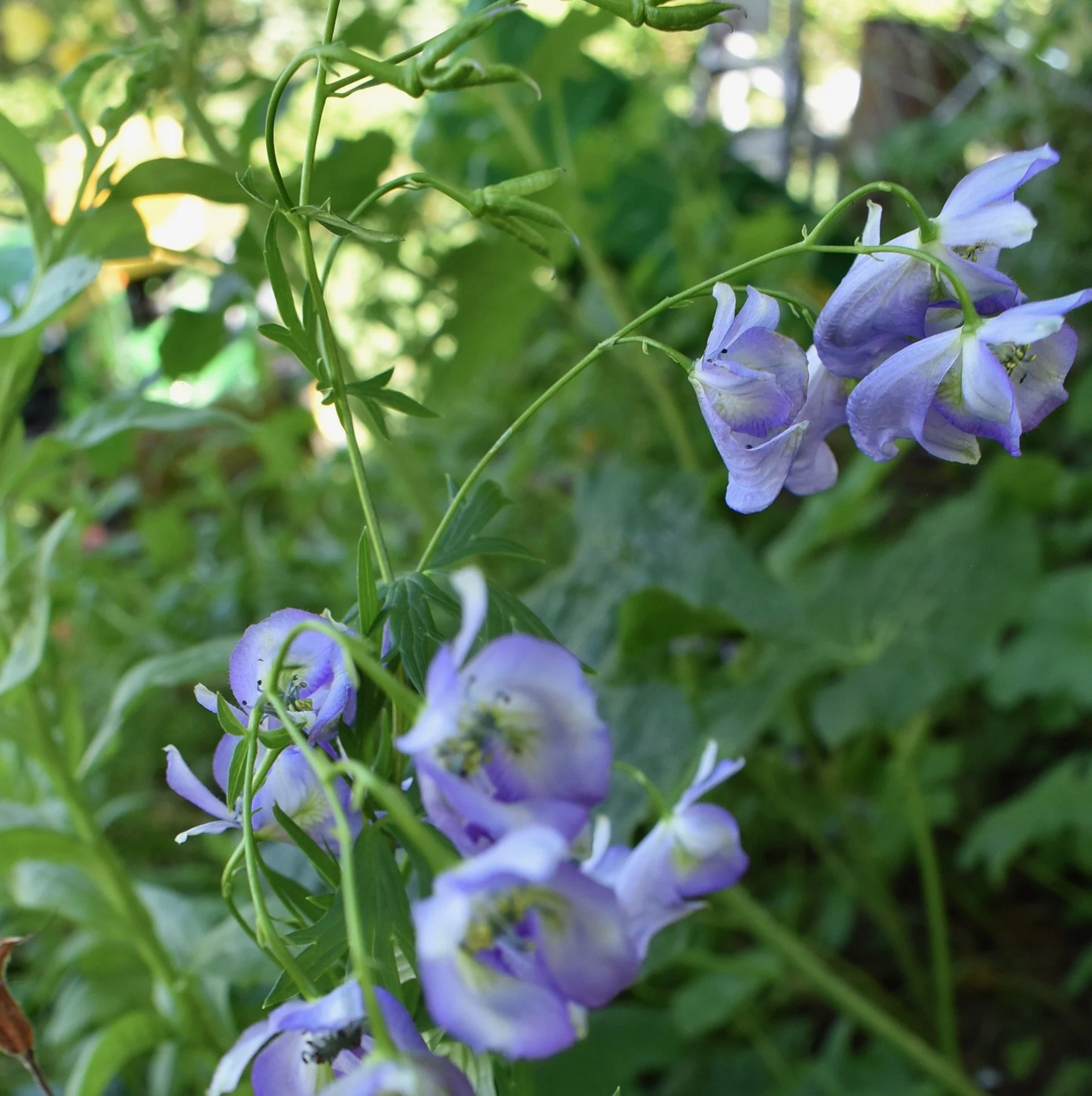 Monkshood Seeds