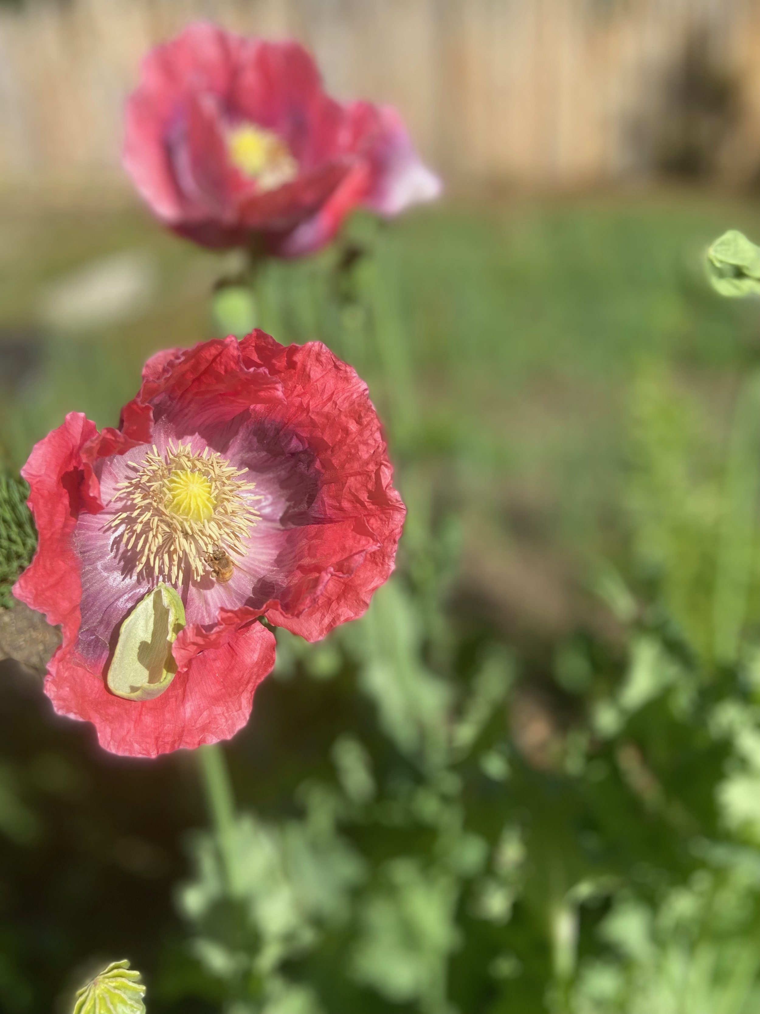IMG_0730.jpeg
