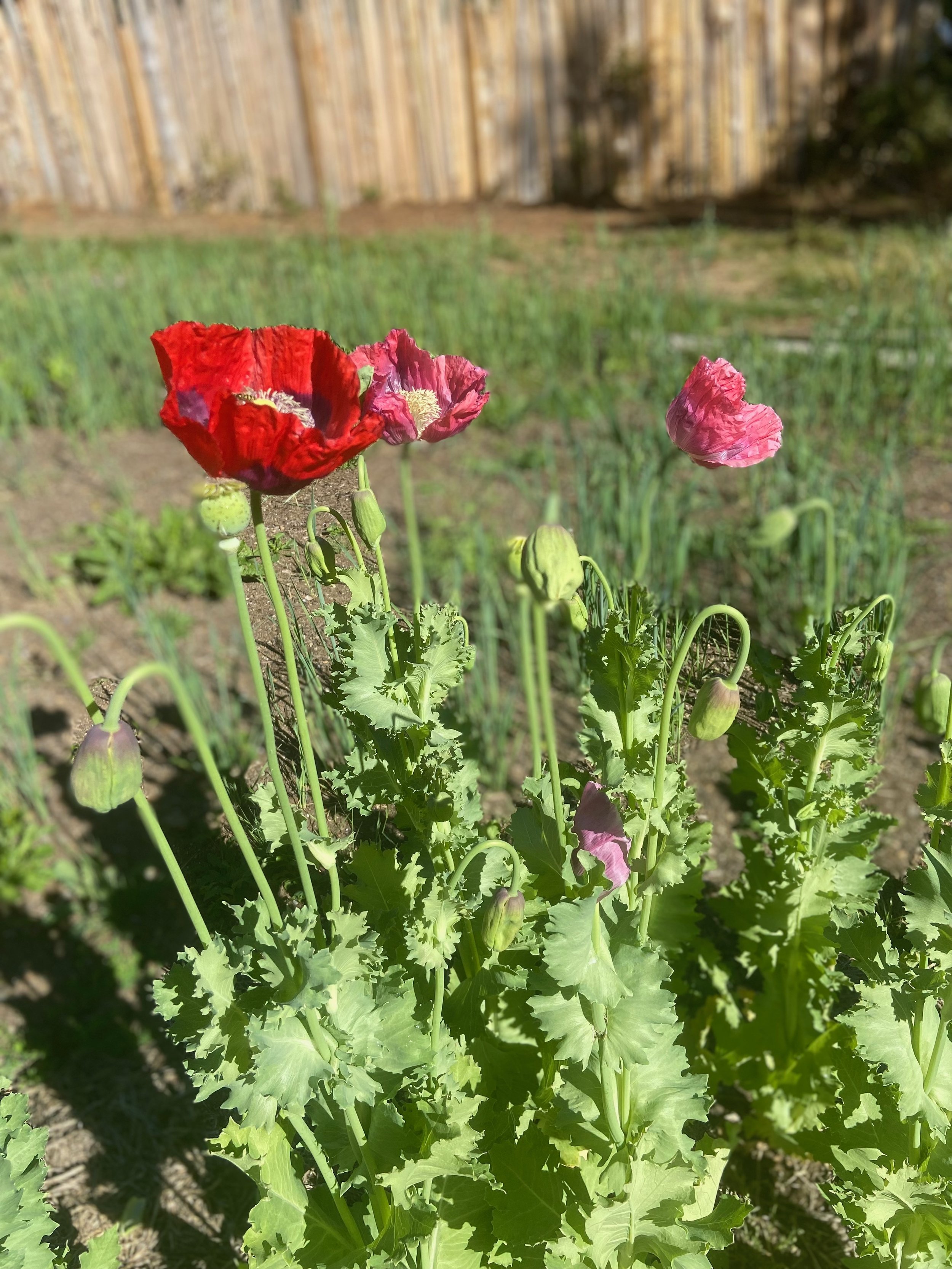 IMG_0727.jpeg