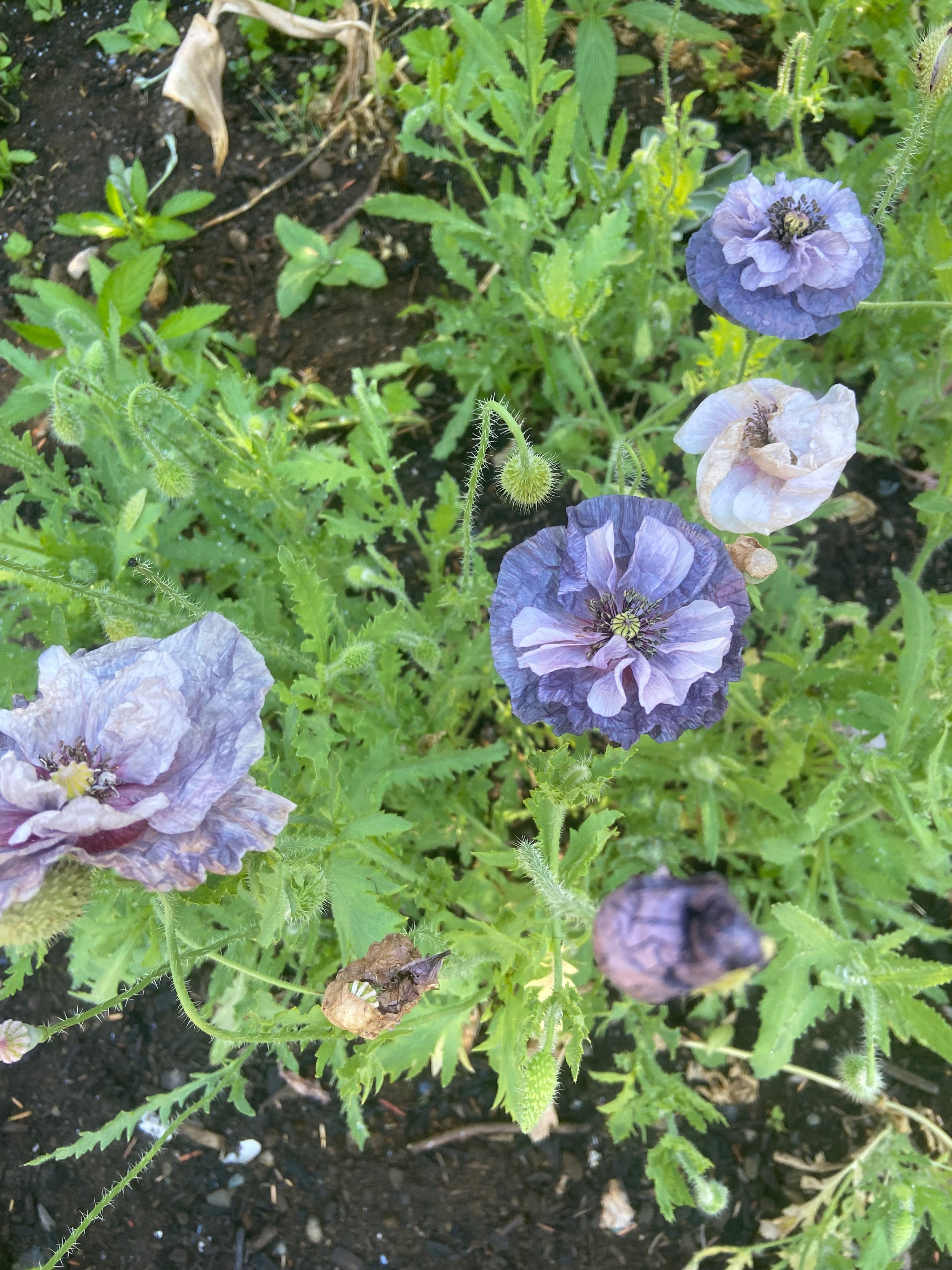 IMG_0718.jpeg
