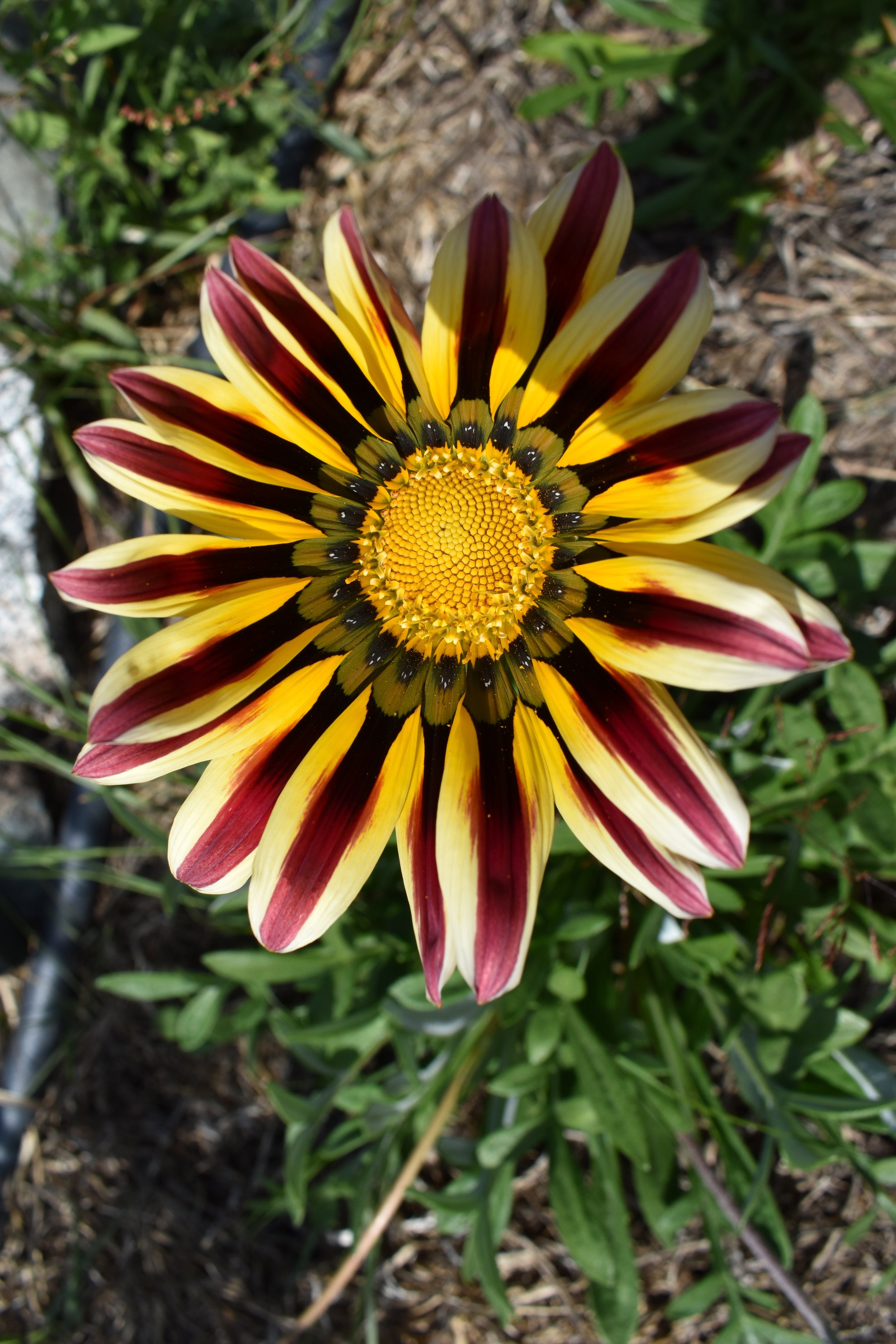DSC_0382.jpeg