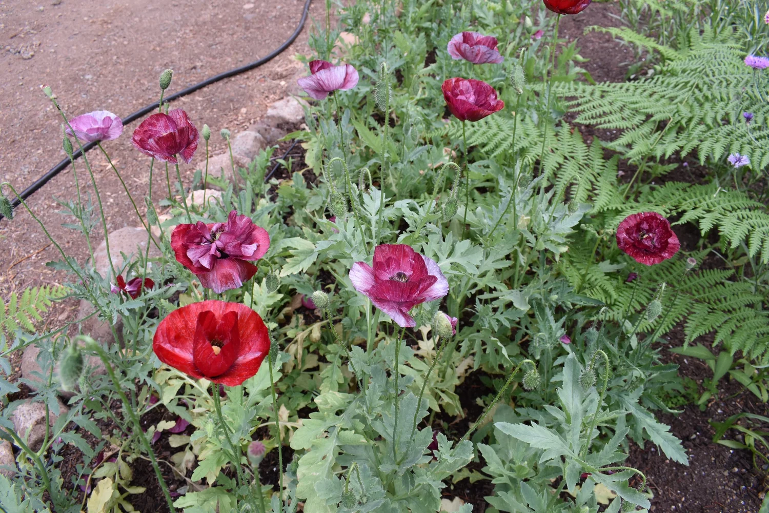 Hương popi Pandora Poppy Seeds — Ravensong Seeds & Herbals