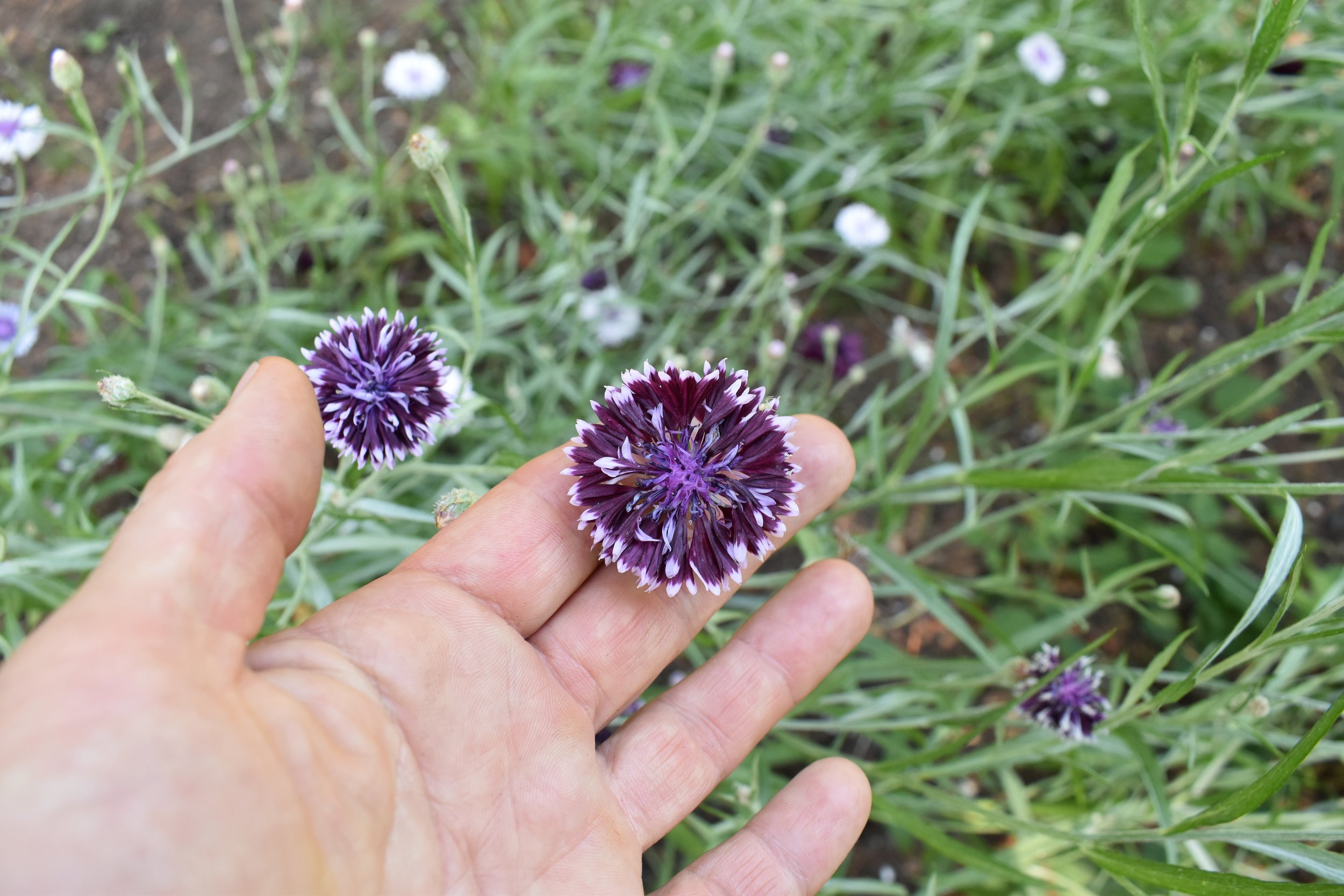 DSC_0401.jpeg