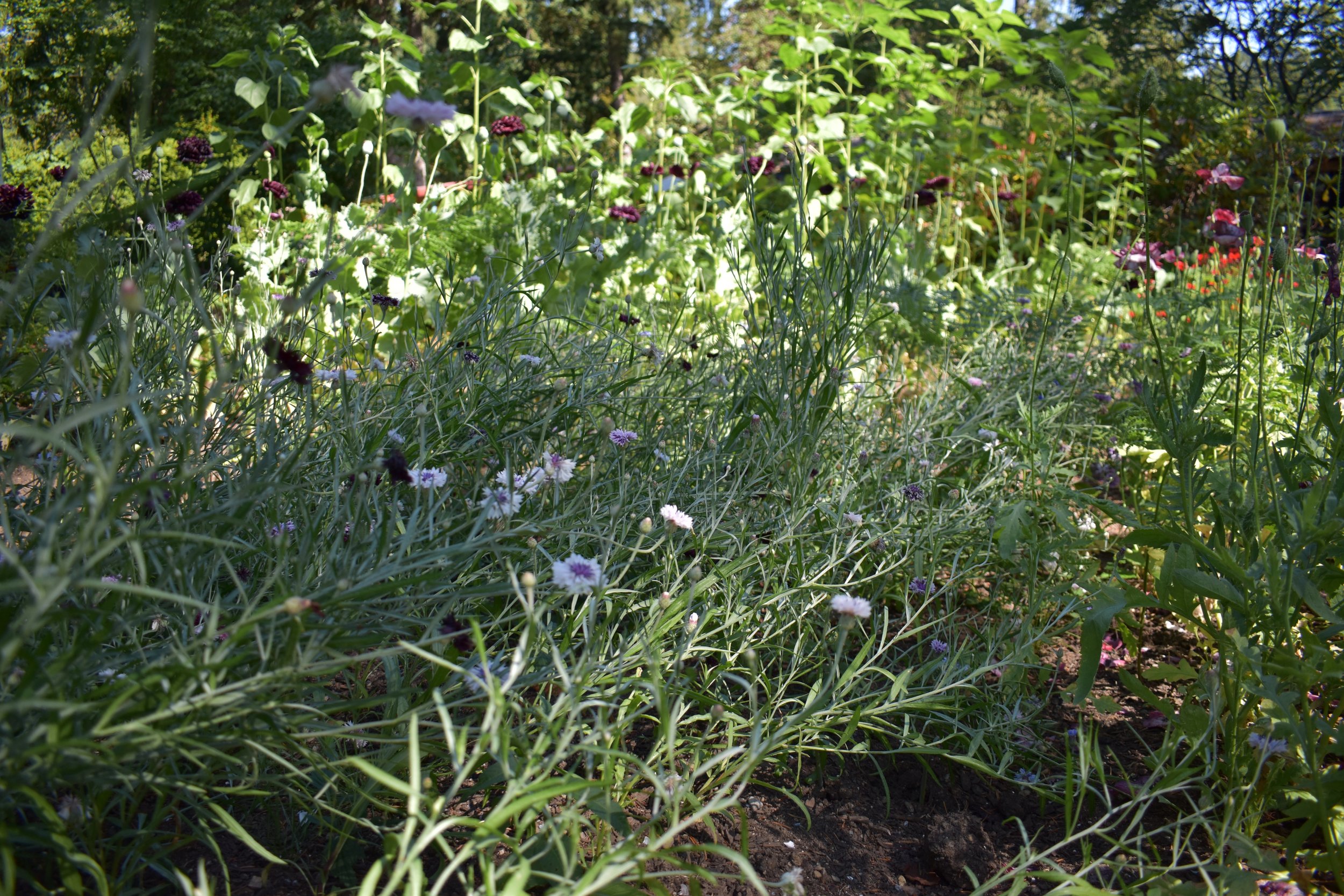 DSC_0398.jpeg