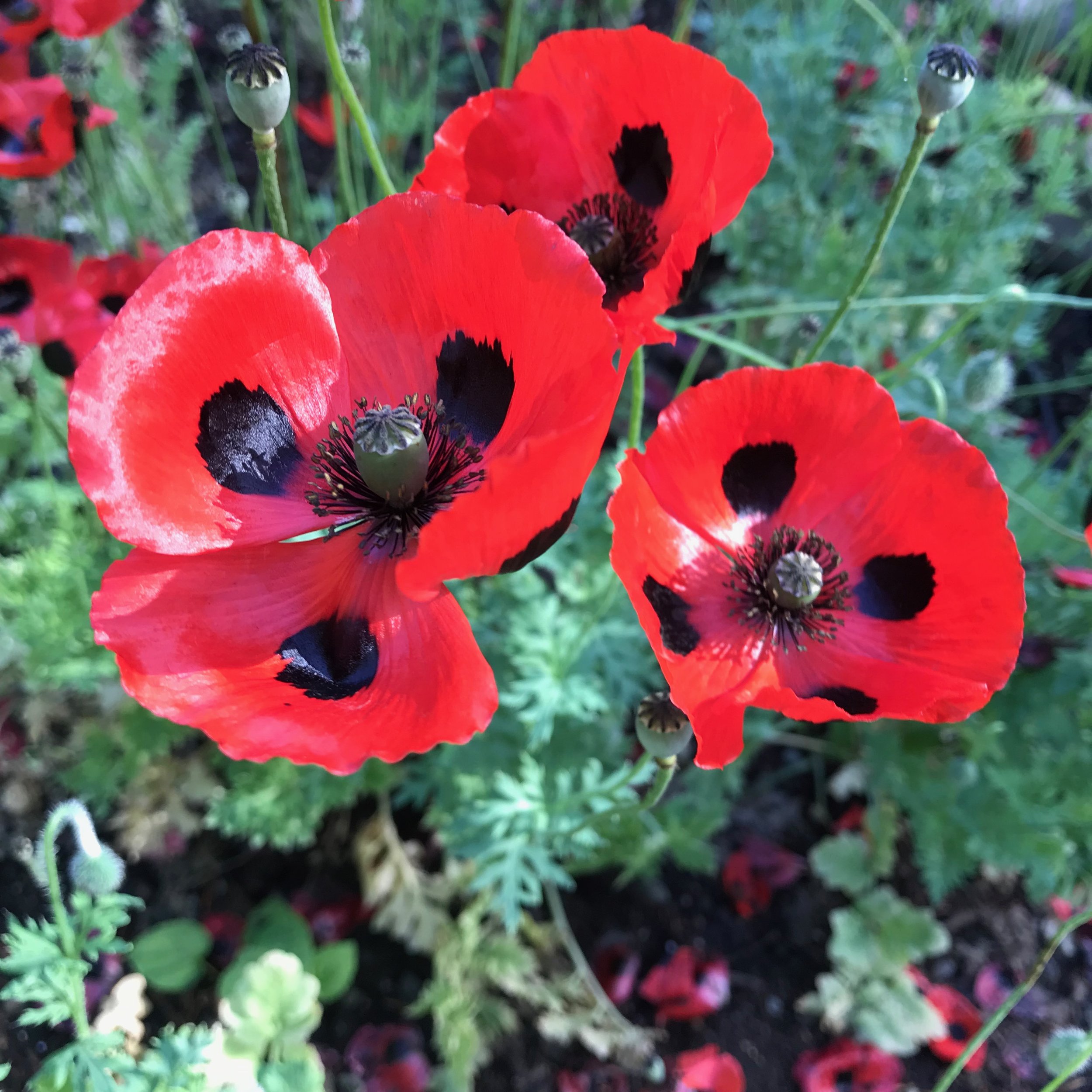 IMG_2262.jpeg