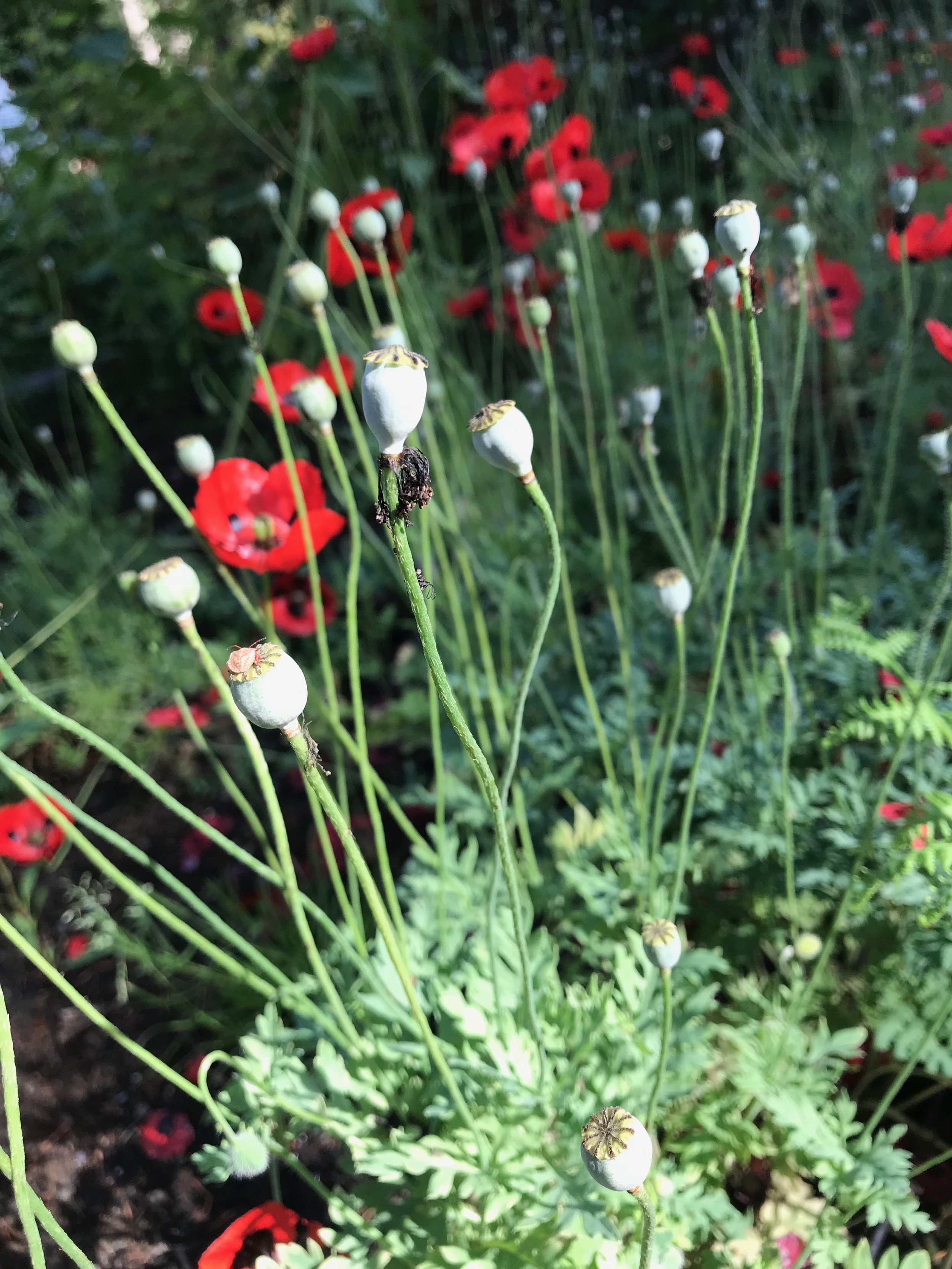 IMG_2256.jpeg