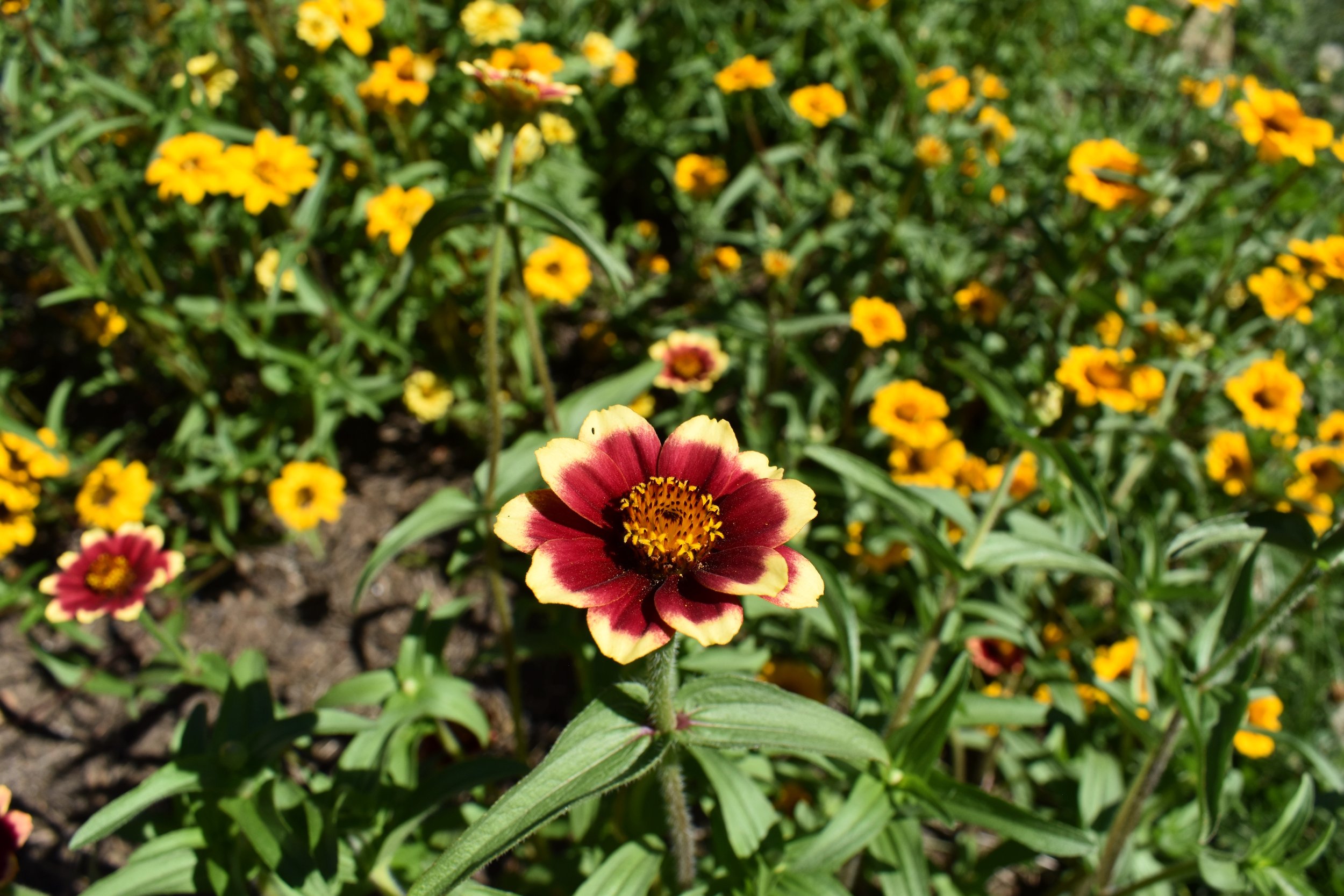 DSC_0422.jpeg