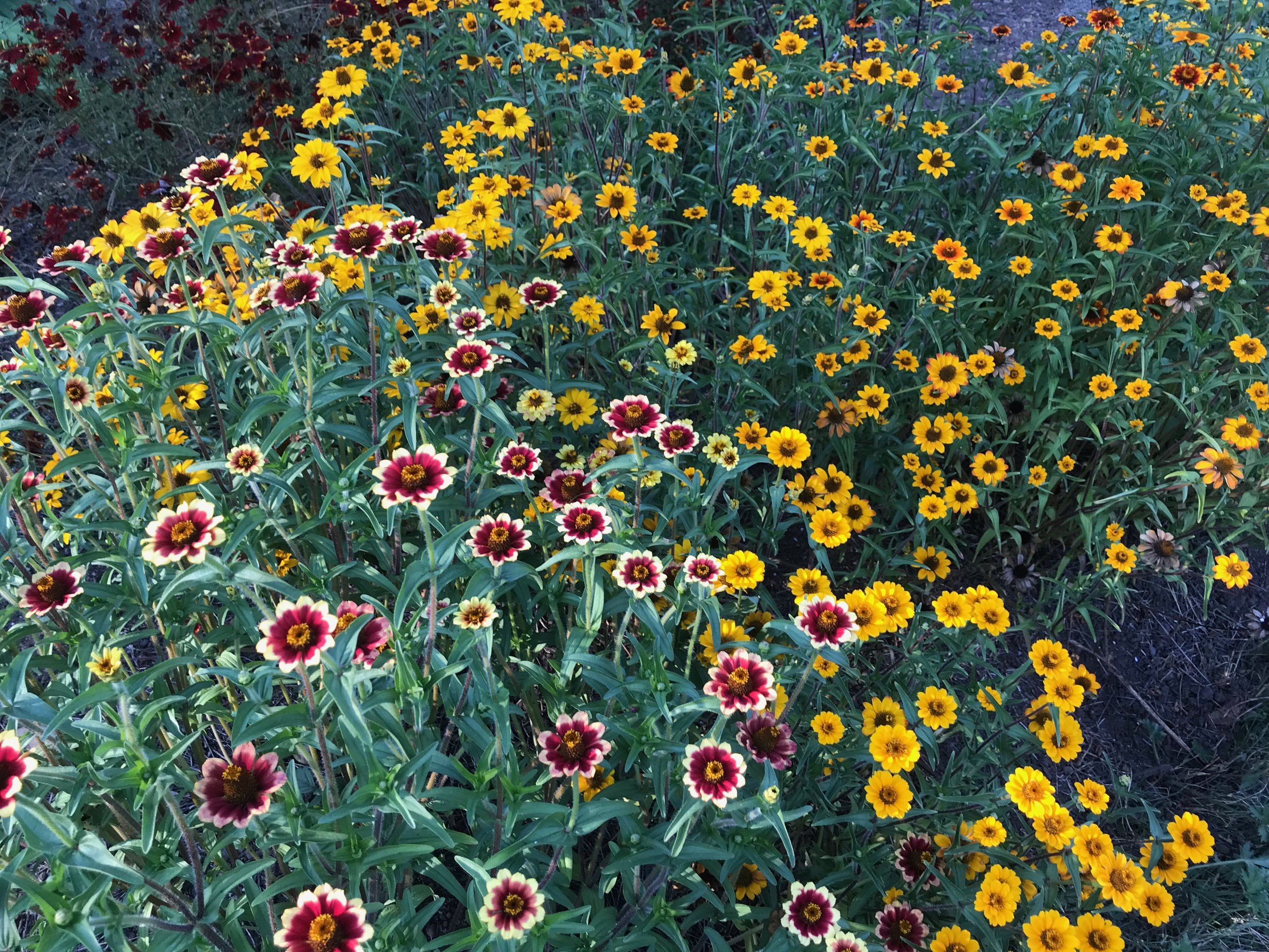 IMG_2772.jpeg