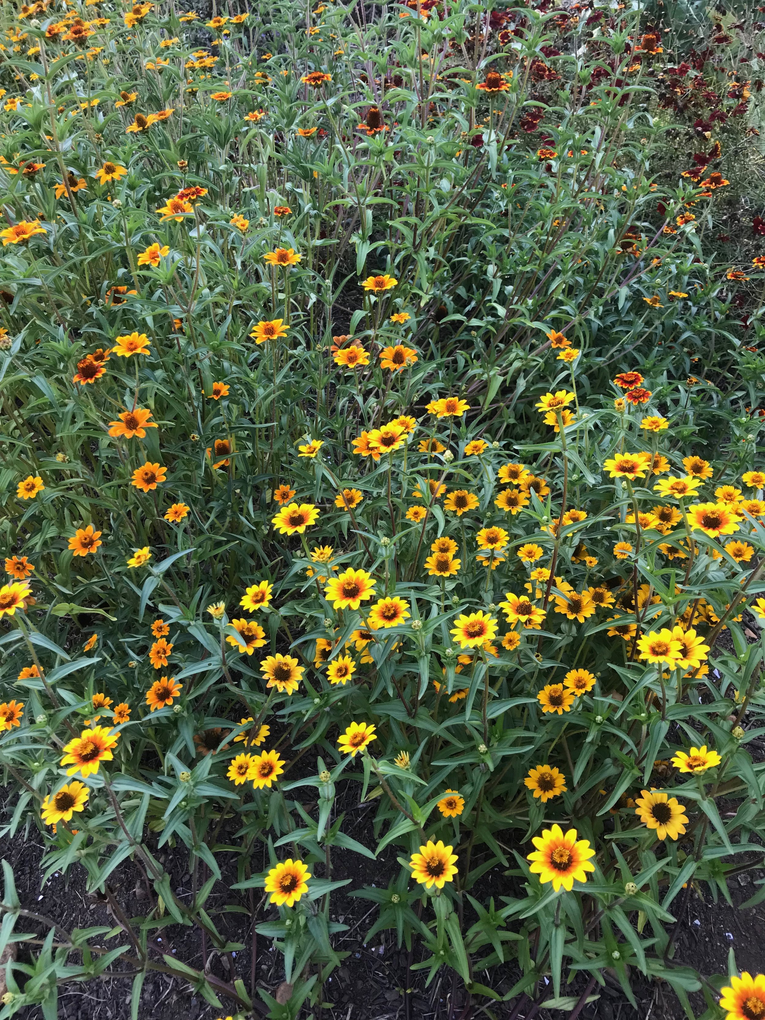 IMG_2779.jpeg