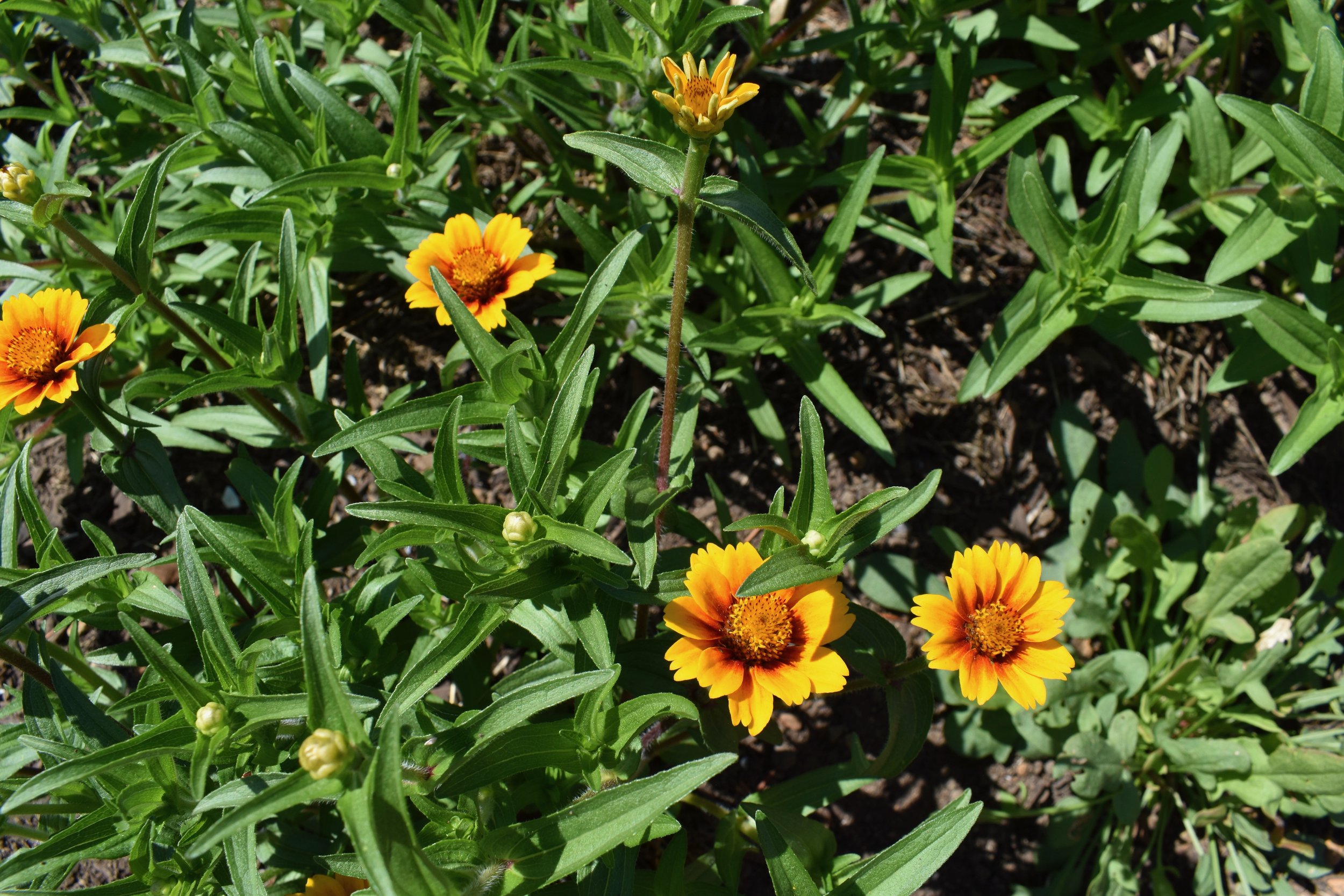 DSC_0496.jpeg