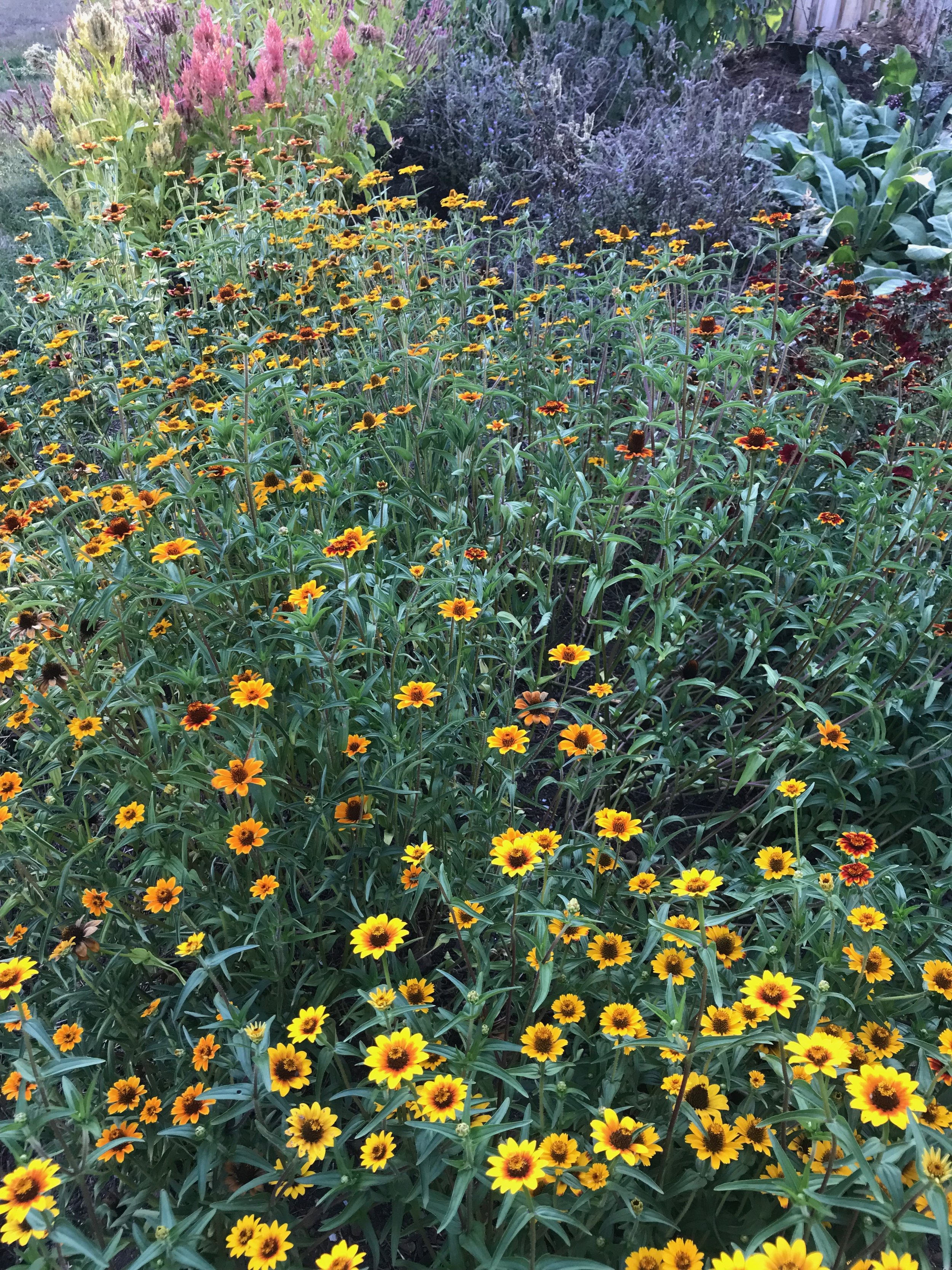 IMG_2780.jpeg