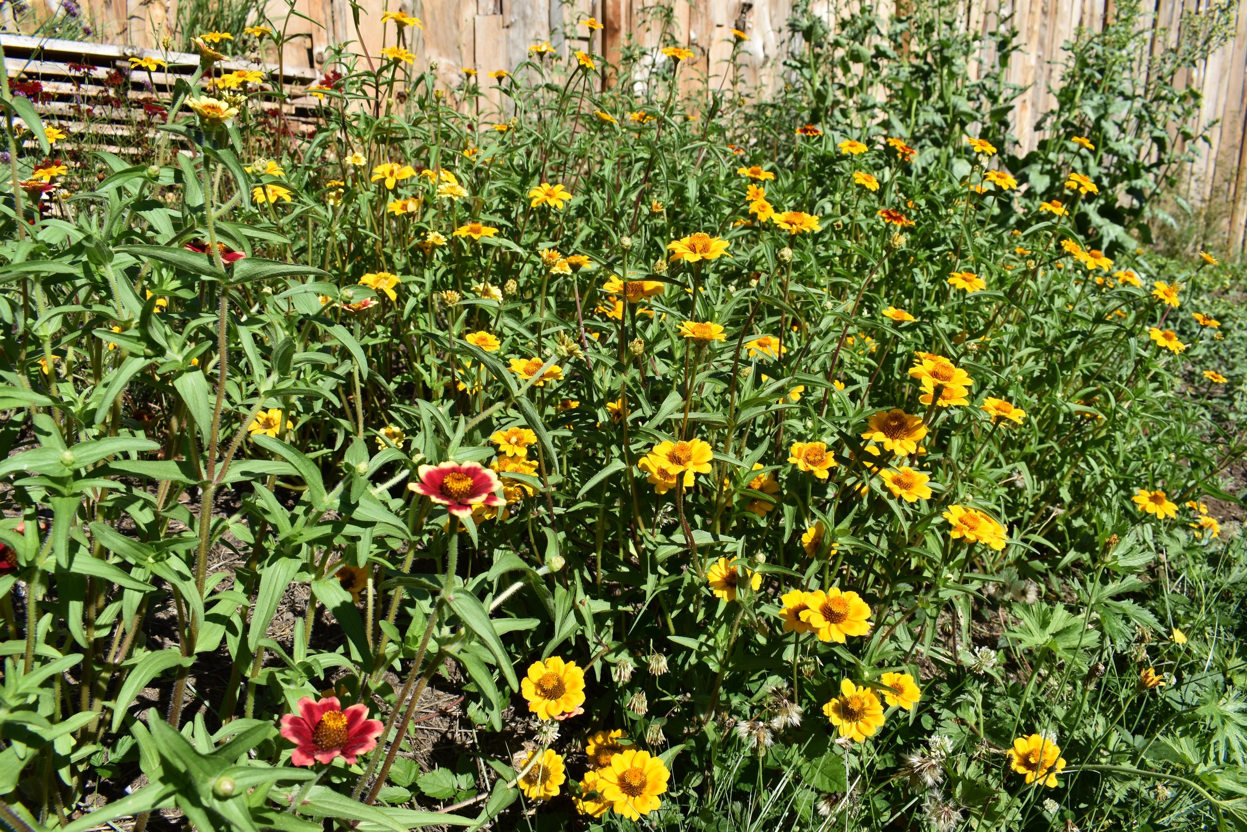 DSC_0424.jpeg