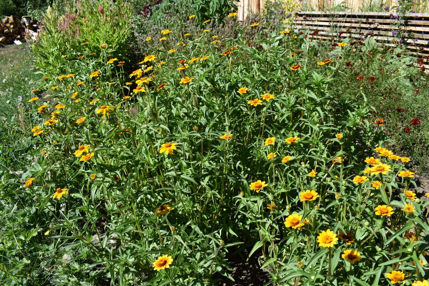 Persian Carpet Zinnia Seeds — Ravensong Seeds & Herbals