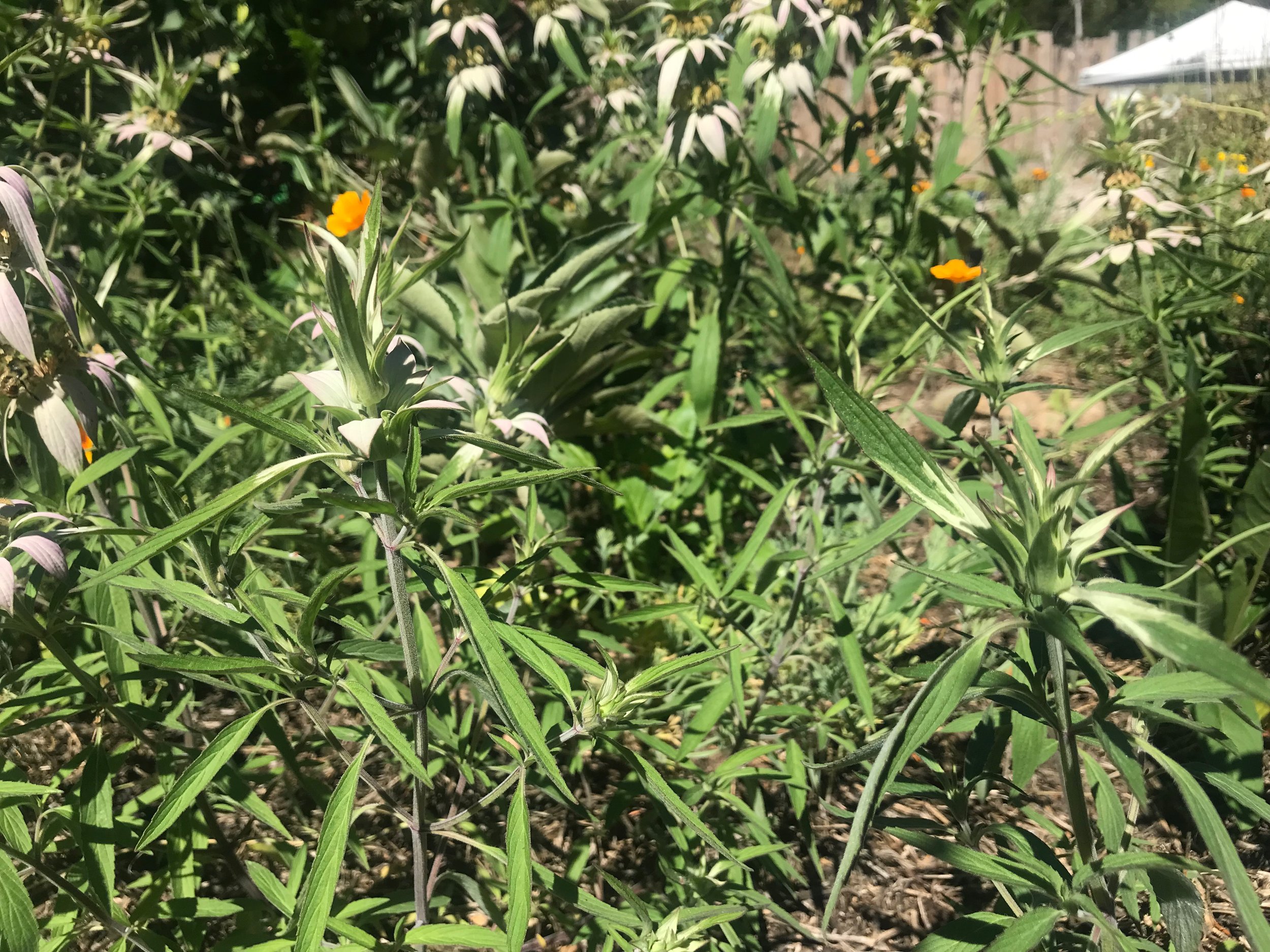IMG_2325.jpeg