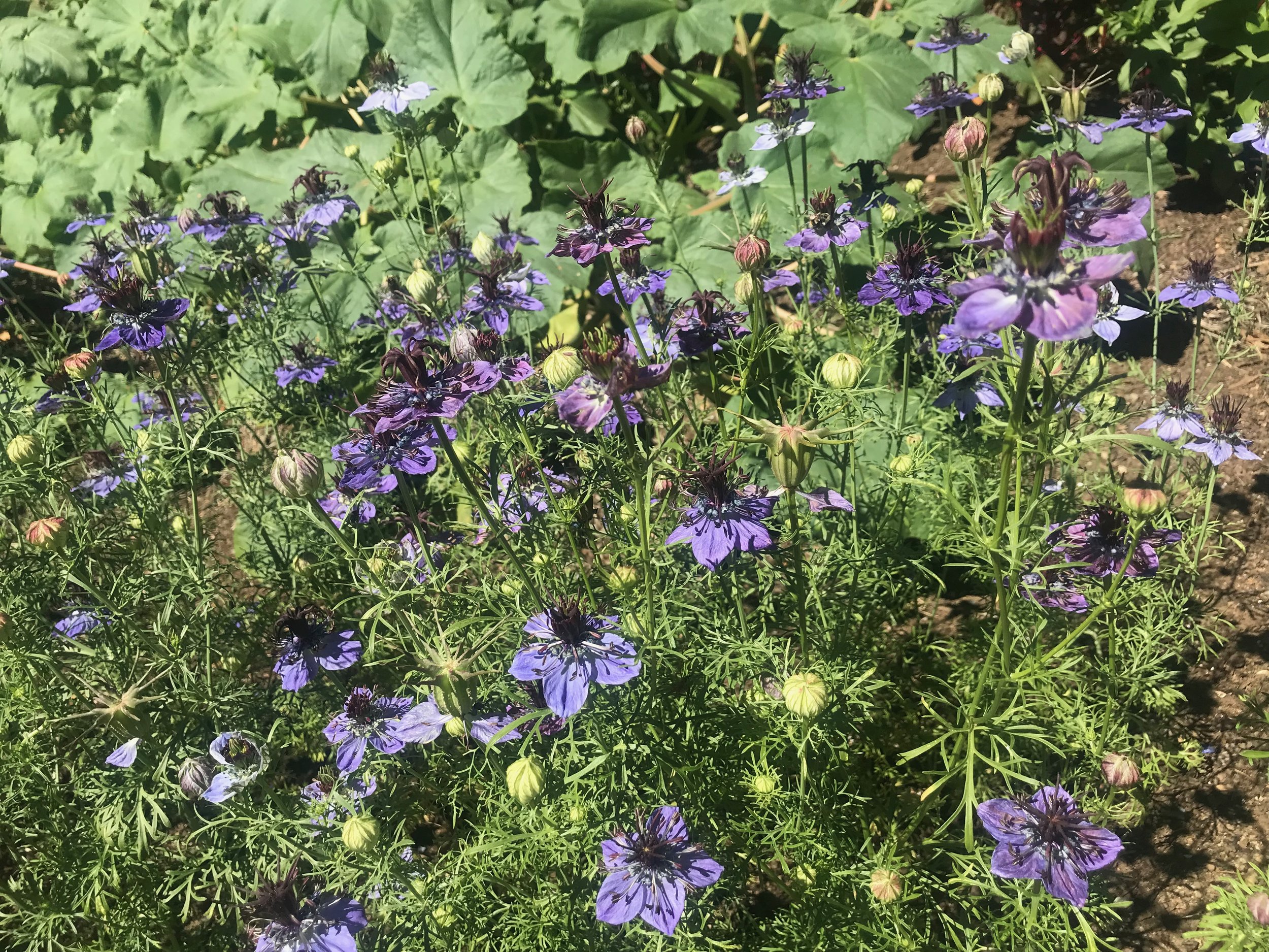 IMG_2342.jpeg