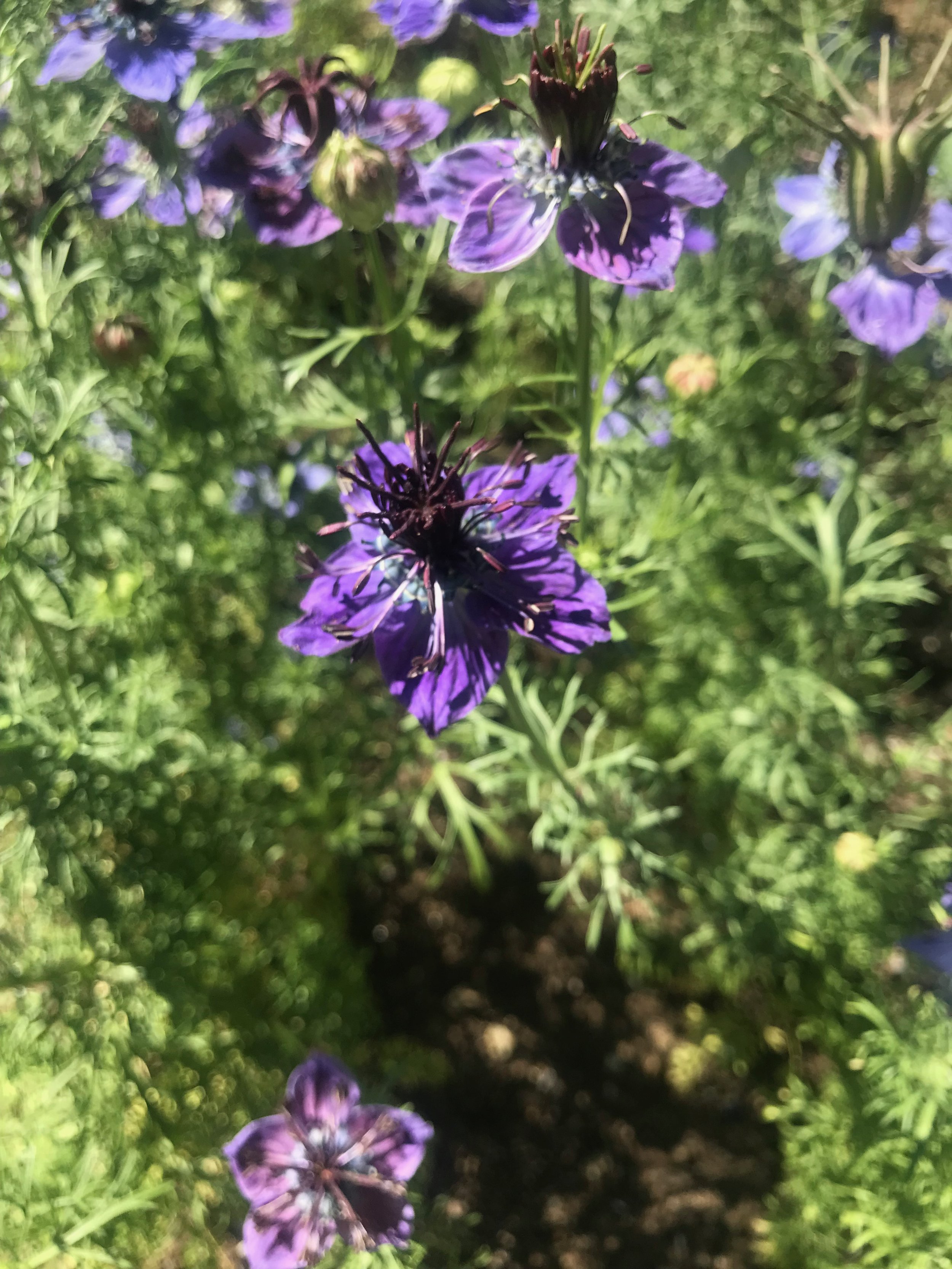 IMG_2338.jpeg
