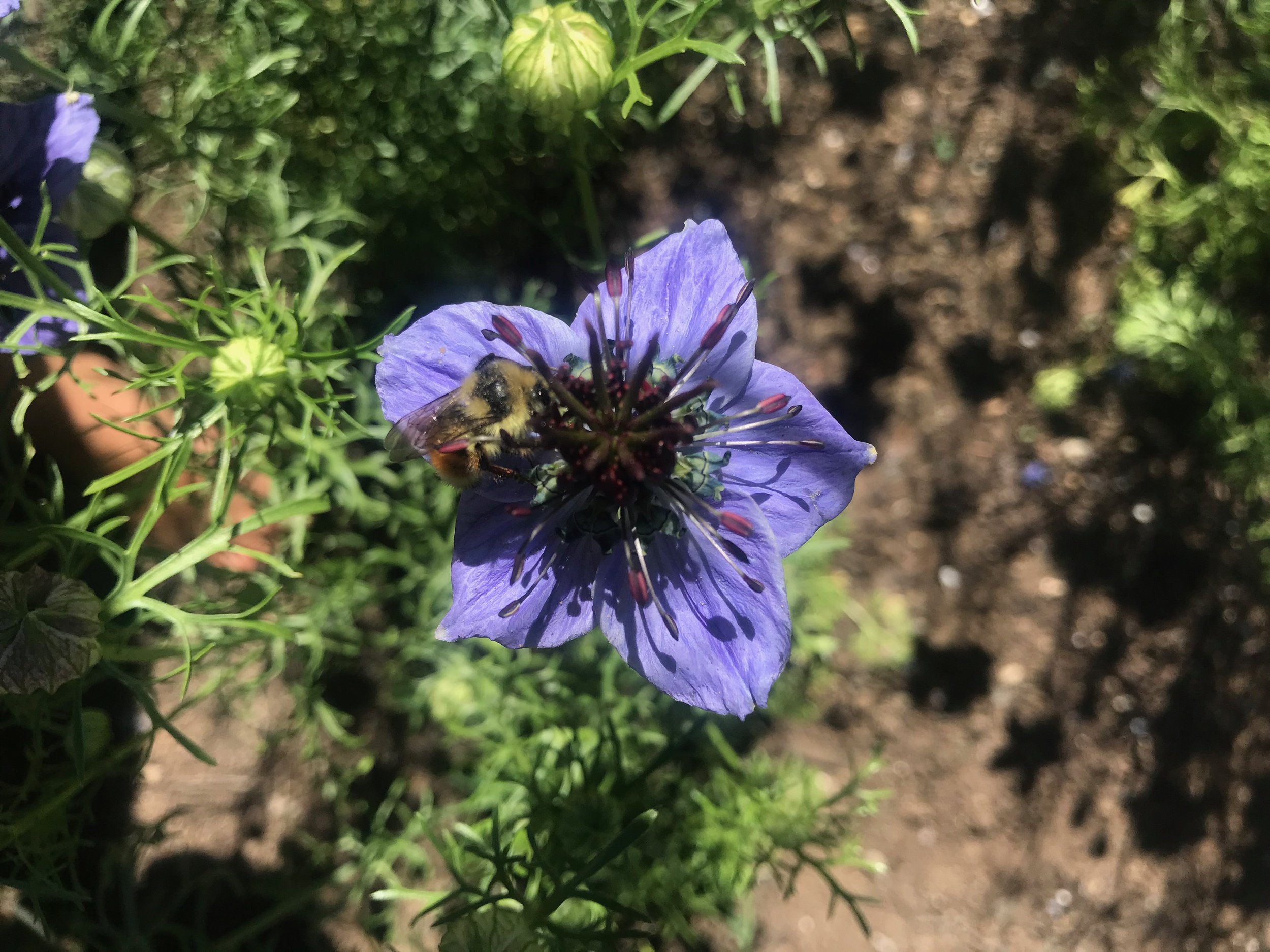 IMG_2337.jpeg