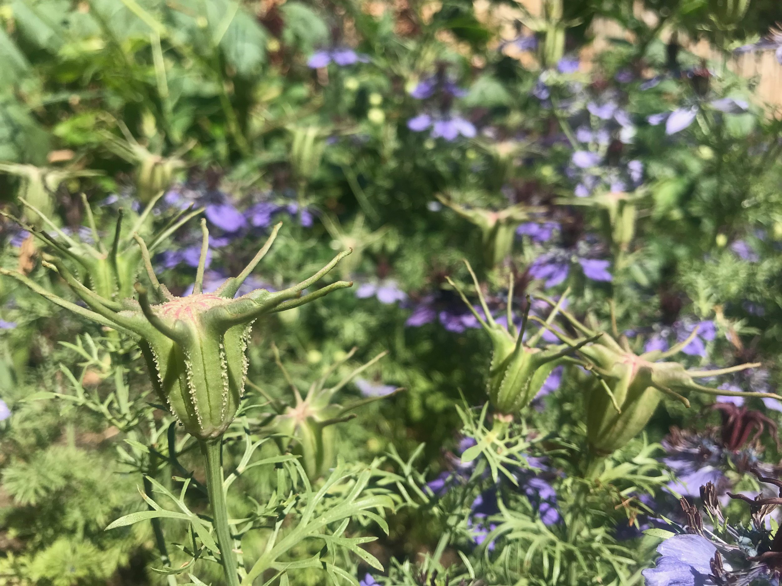 IMG_2349.jpeg