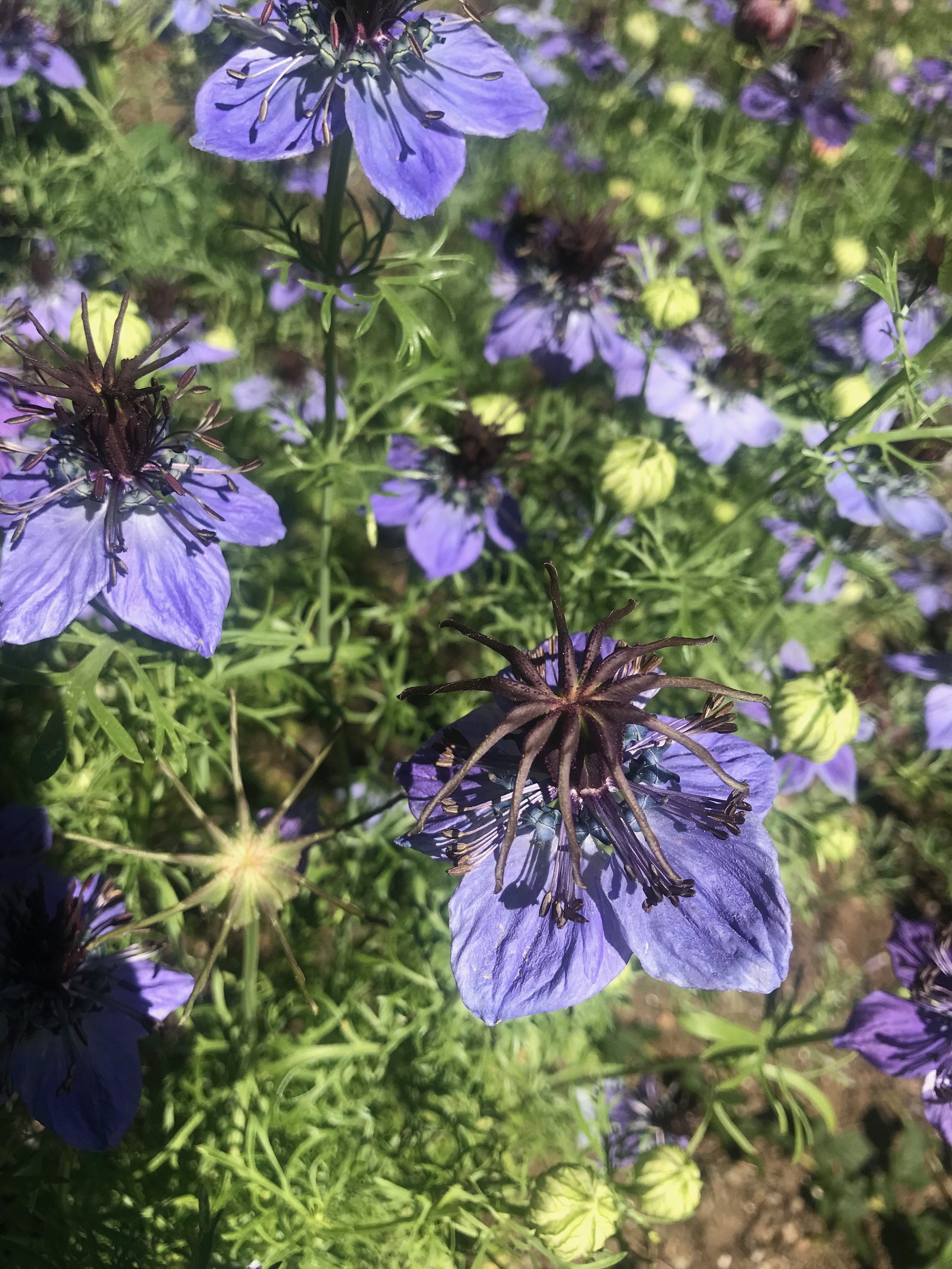 IMG_2348.jpeg