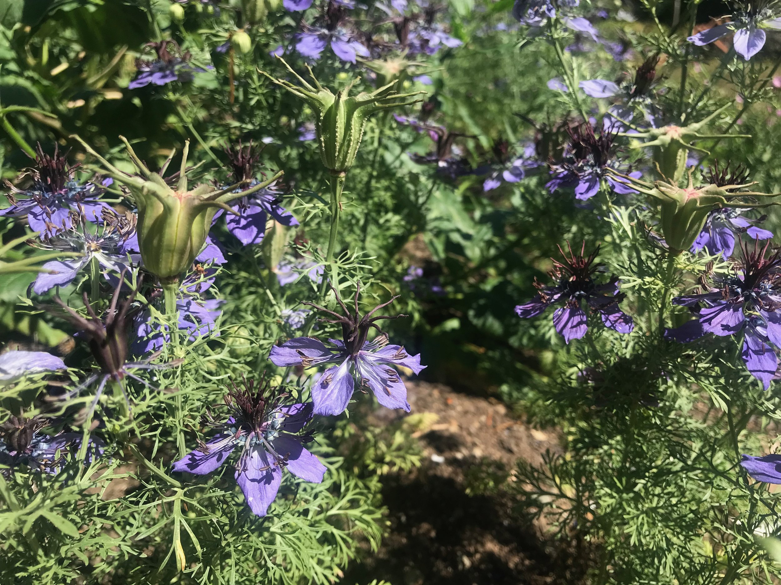 IMG_2350.jpeg