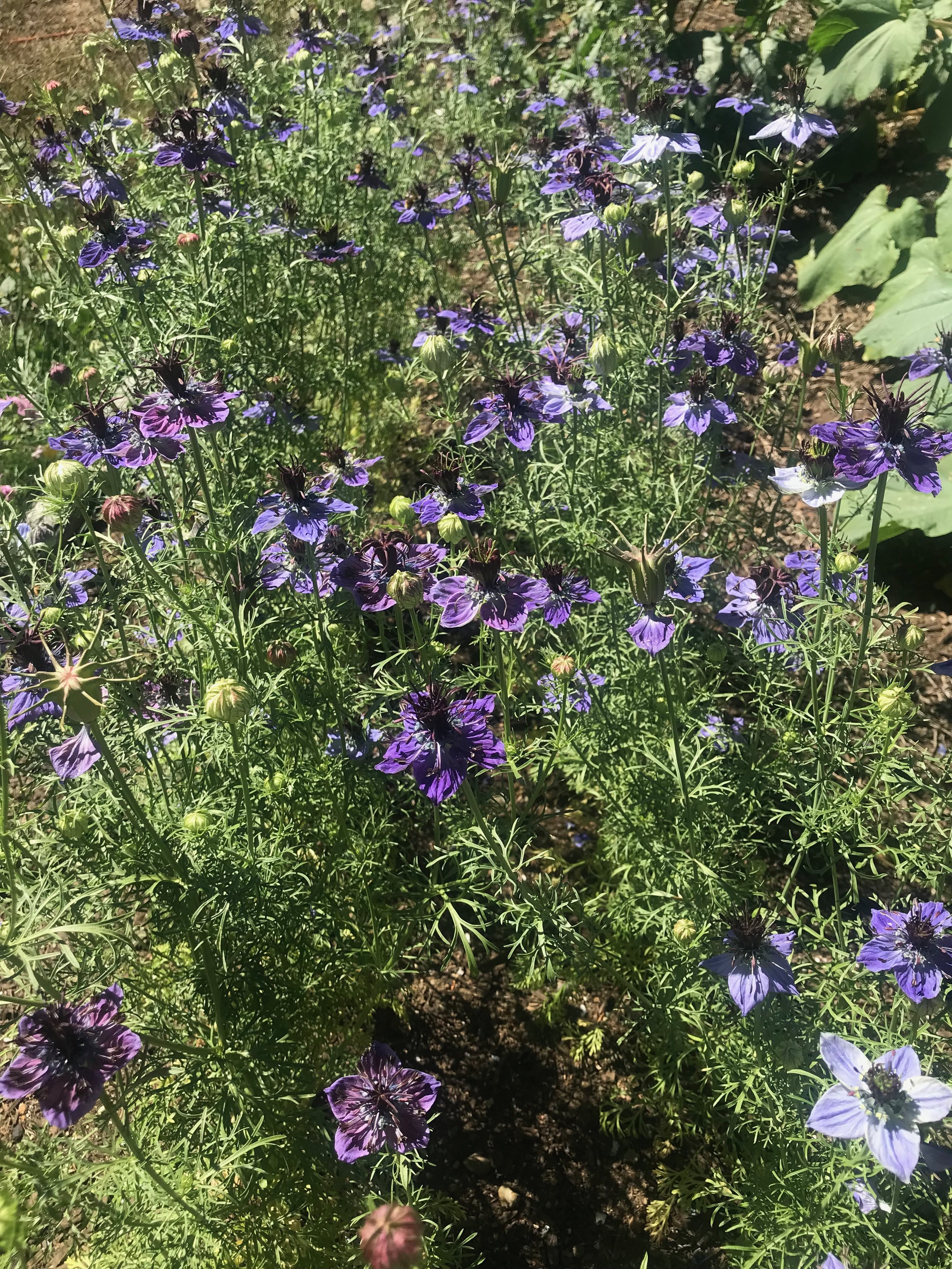 IMG_2339.jpeg