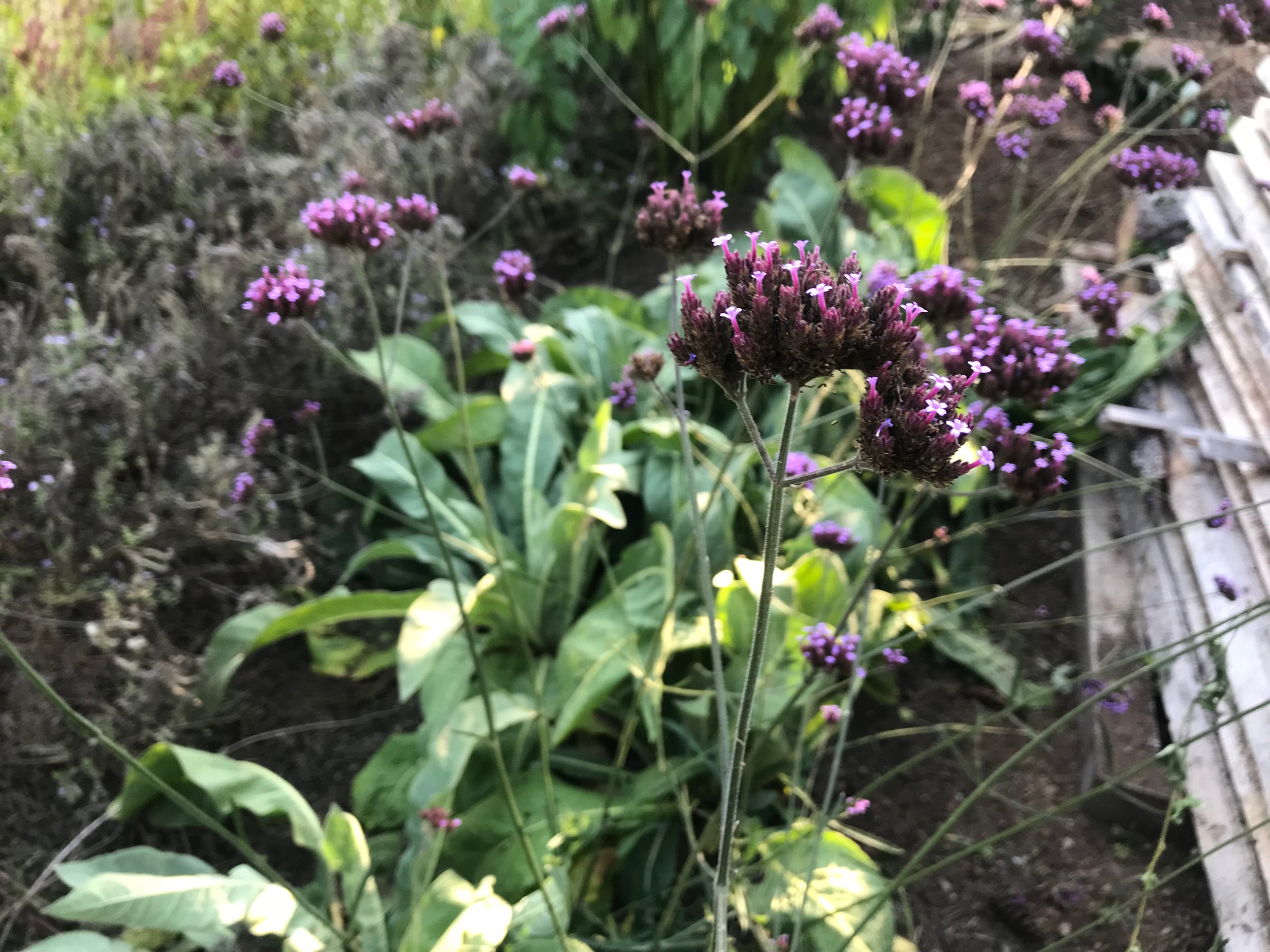 IMG_2777.jpeg