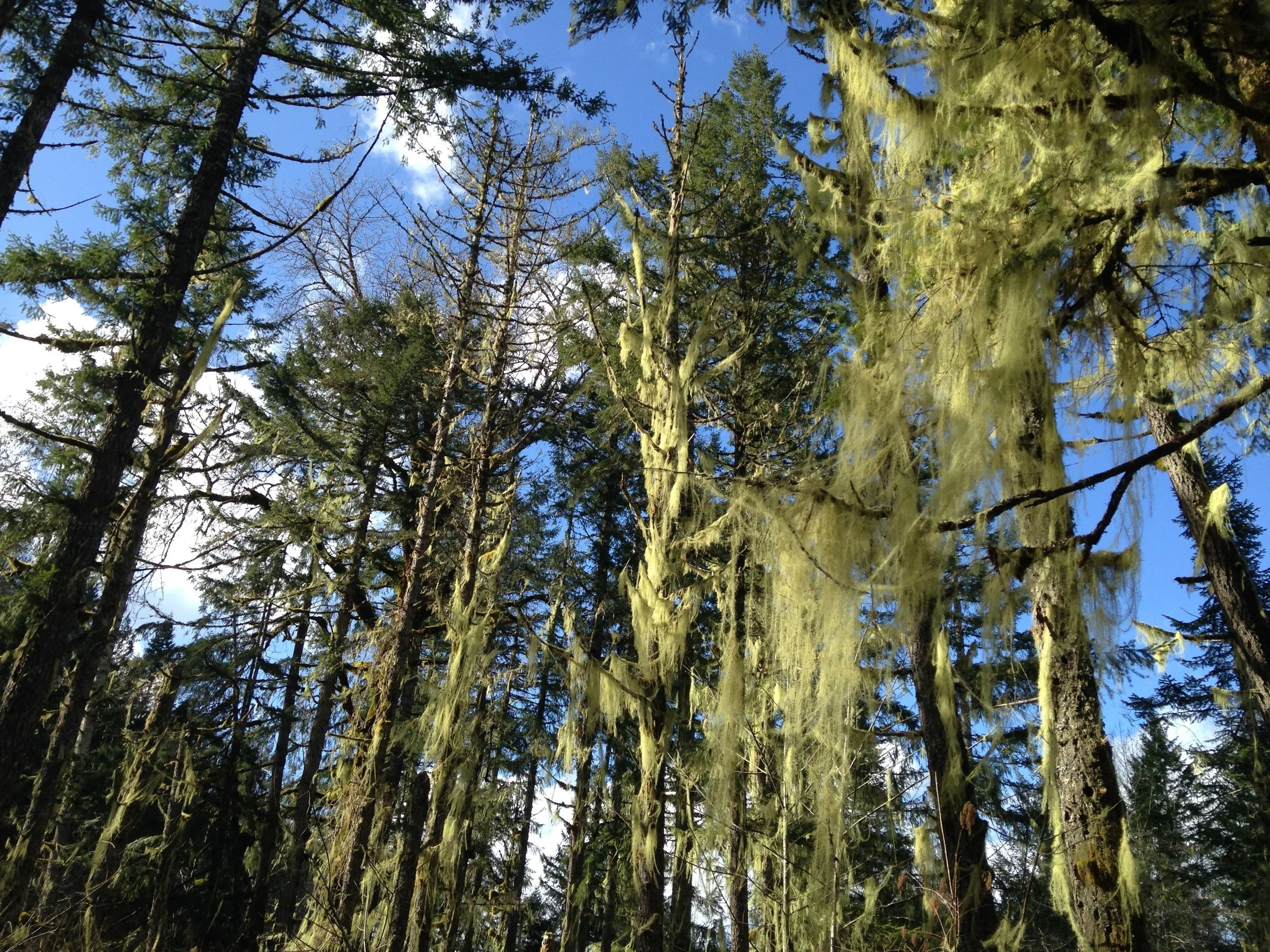 Usnea | Breath of the Forest