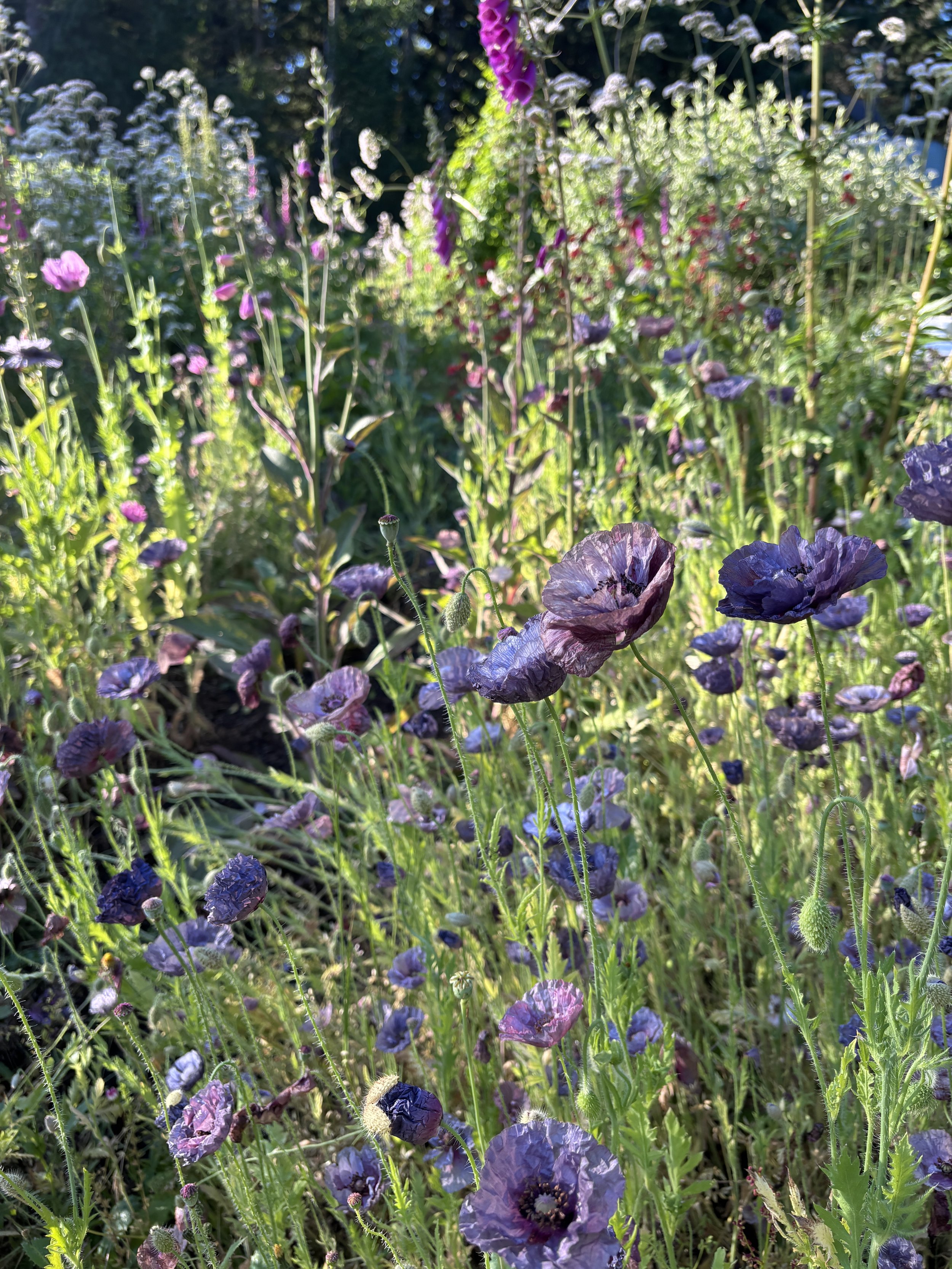 IMG_6706.jpeg